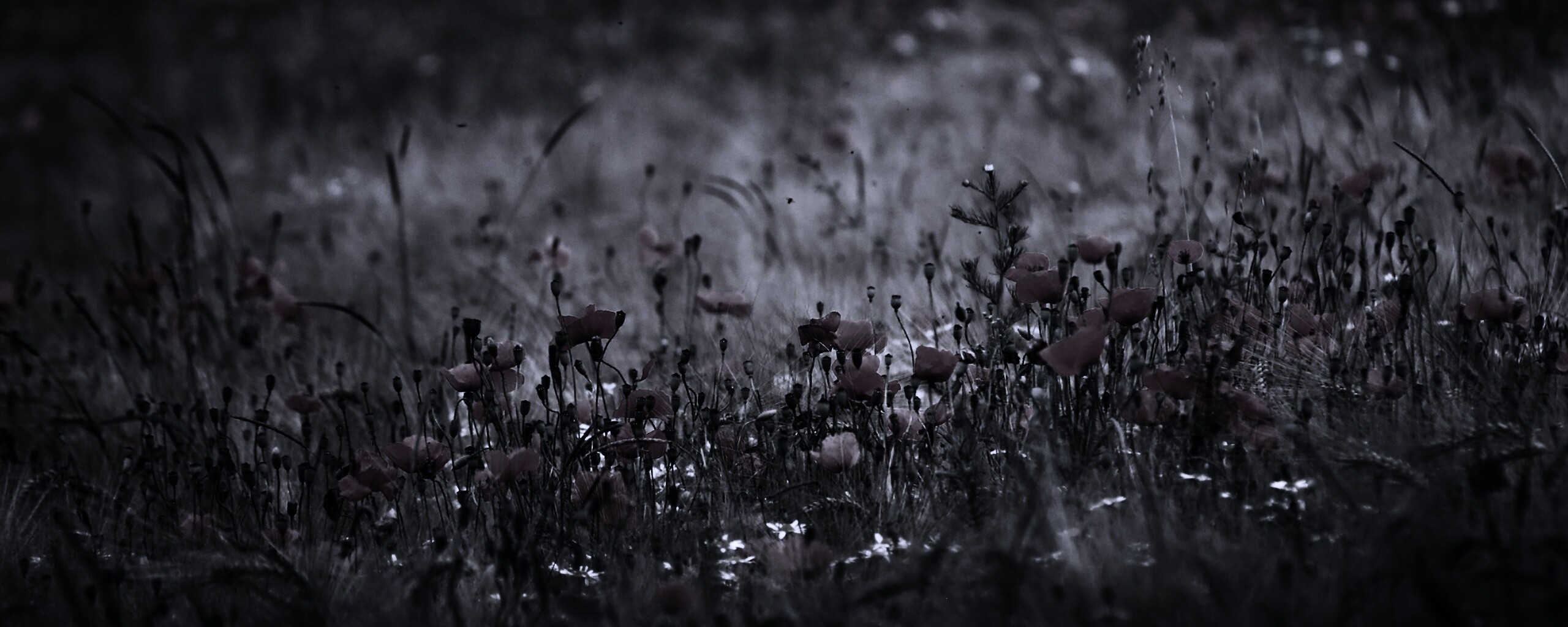 Маковое поле обои