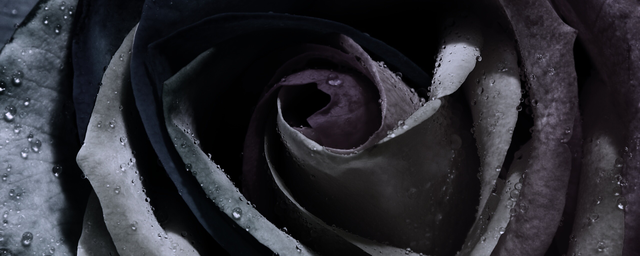 Радужная роза обои