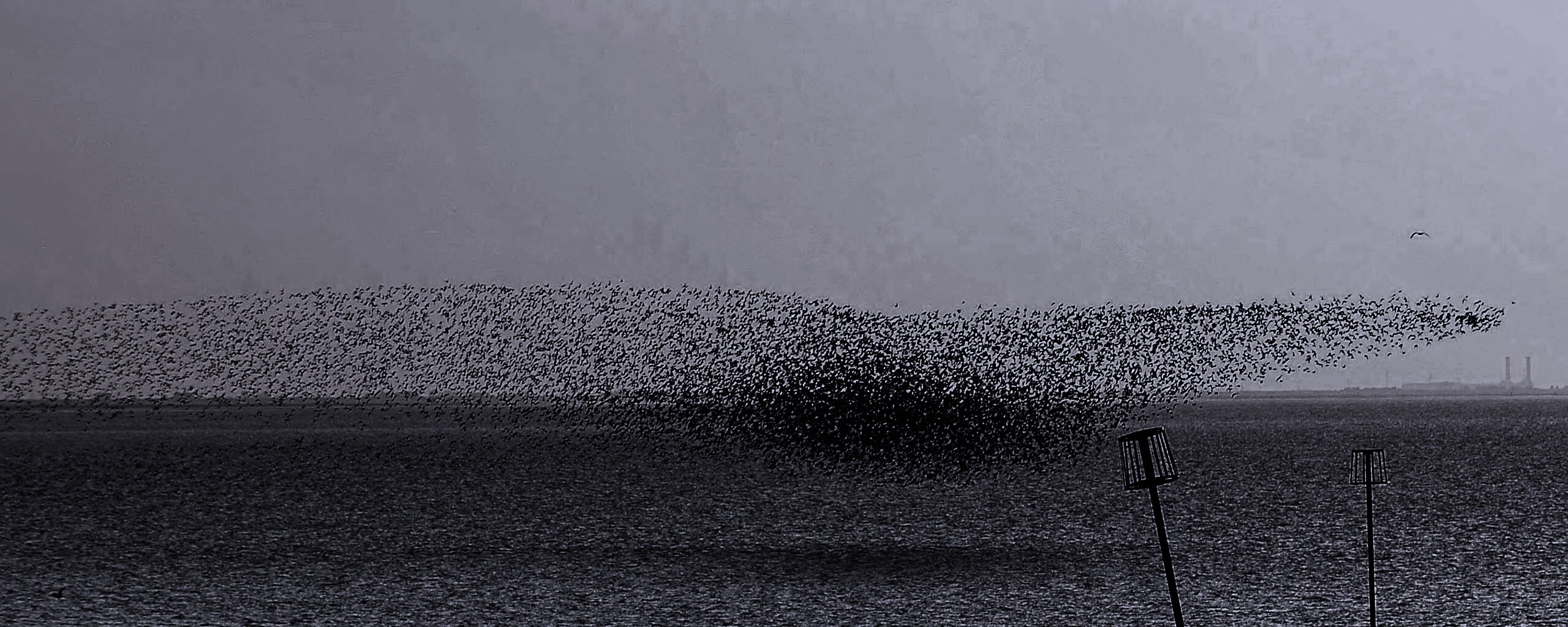 Взлетающая стая птиц обои