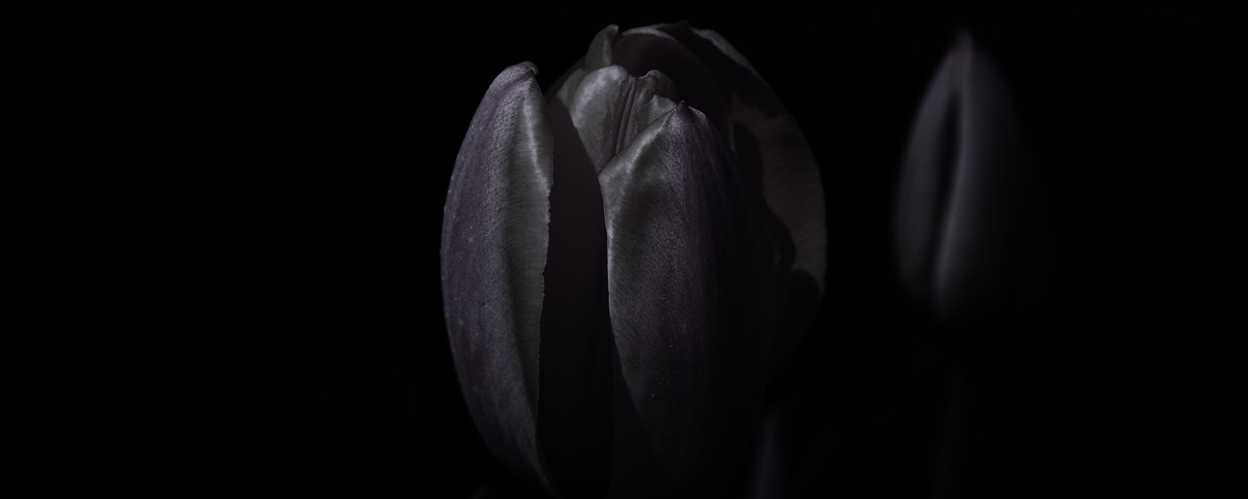 Распускающийся тюльпан обои