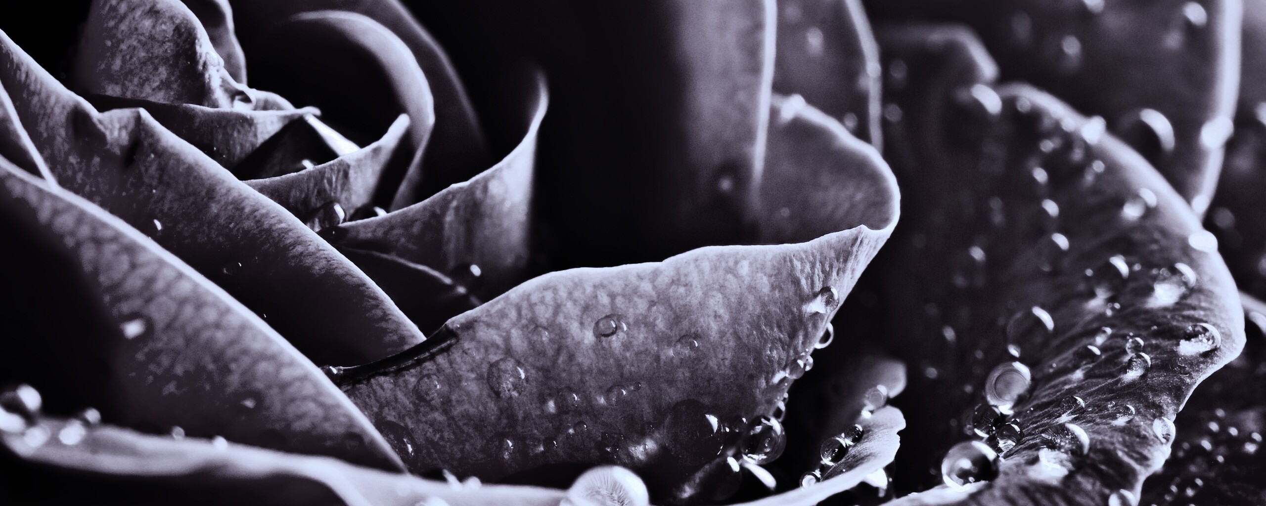 Капли на бутоне розы обои