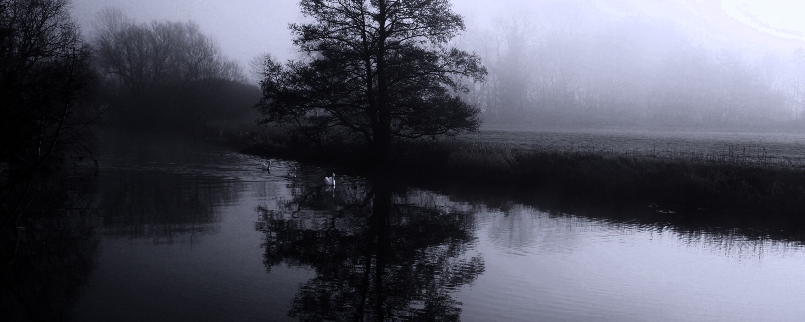 Дерево в тумане обои