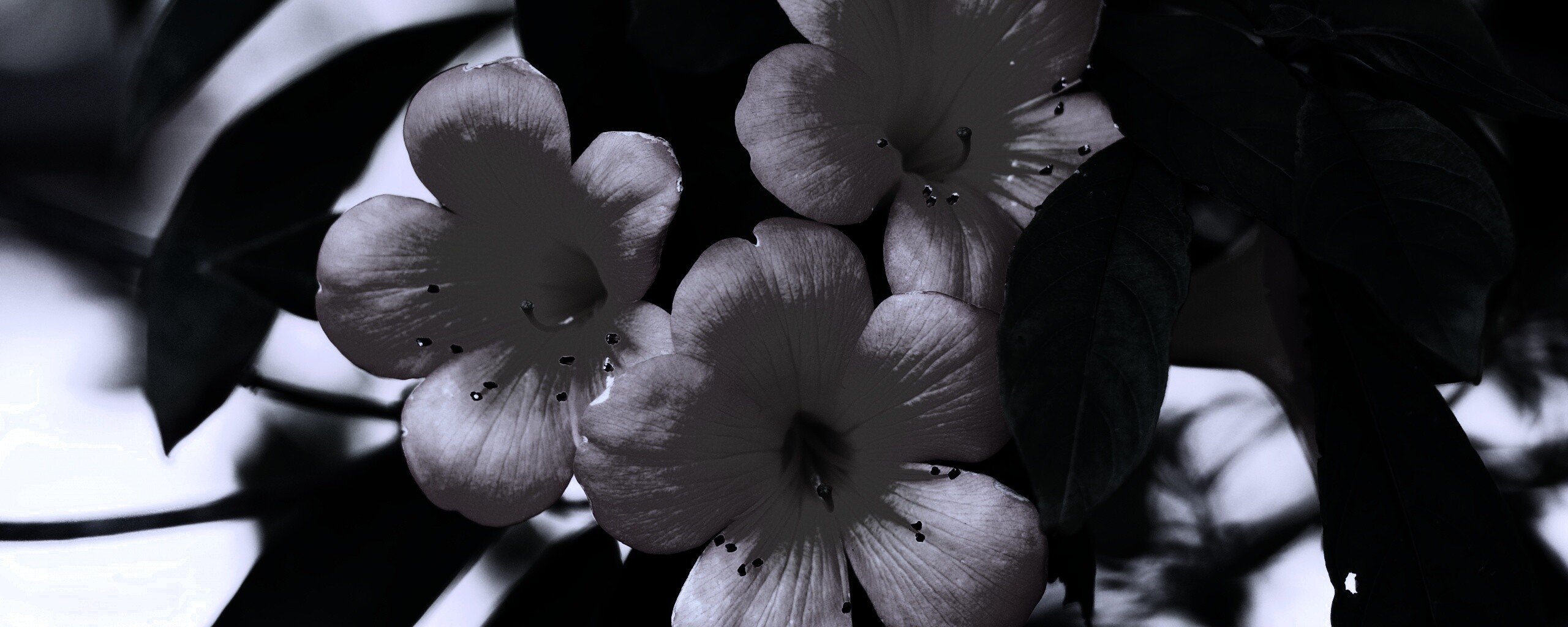 Оранжевые цветочки обои