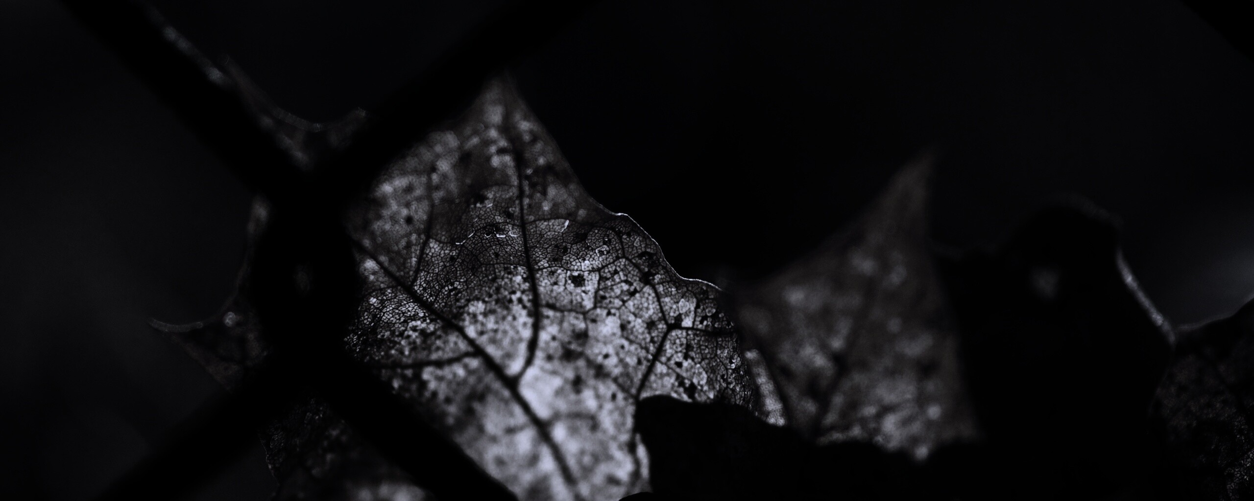 Осенний лист на забором обои