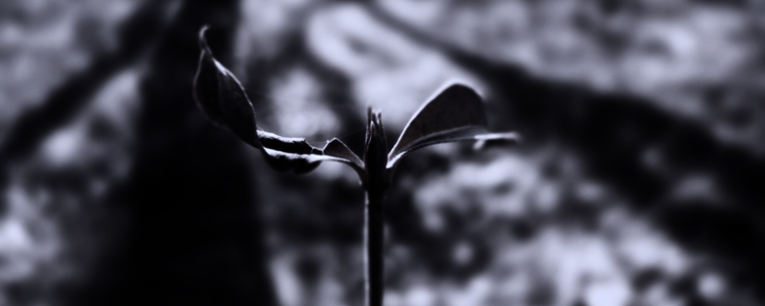 Красный росток обои