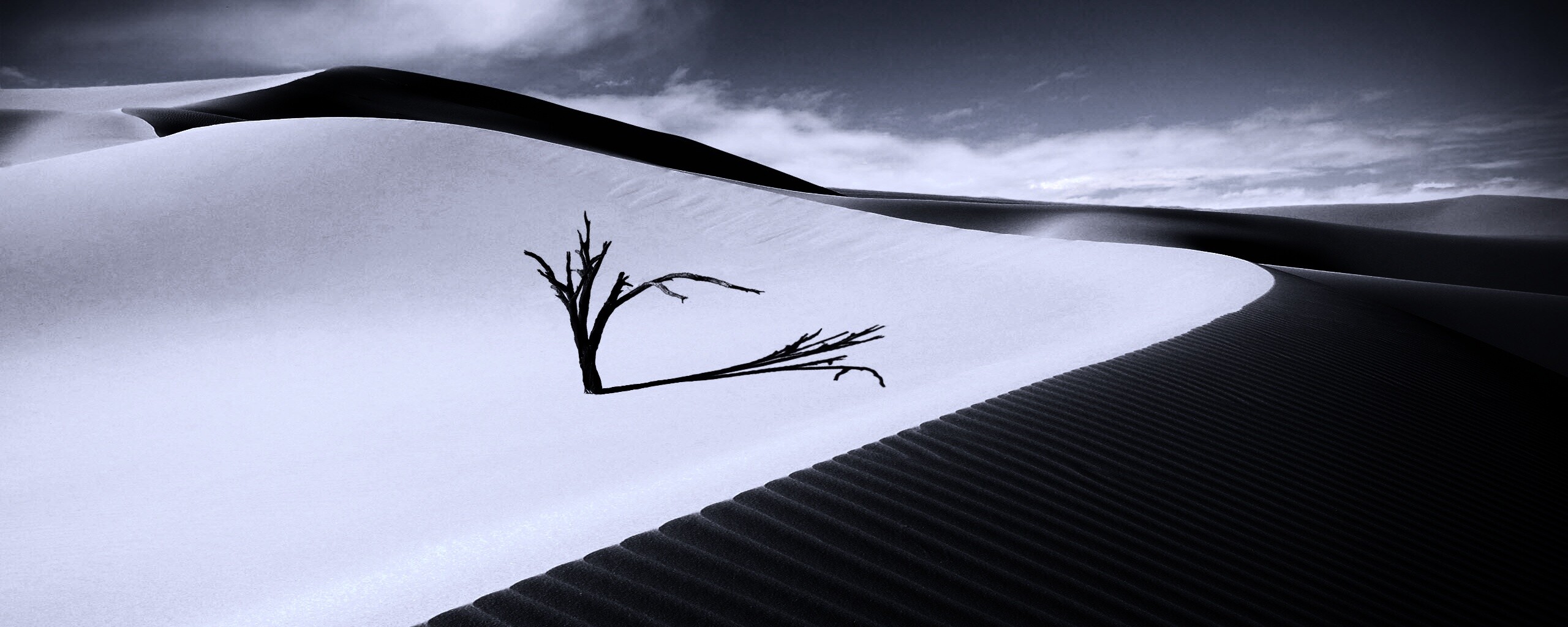 Сухостой в пустыне обои