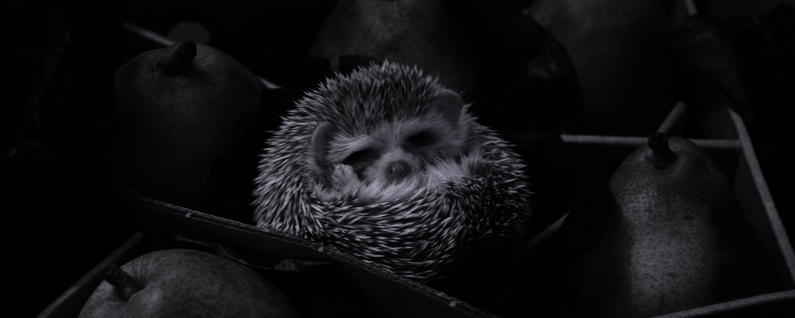 Ёжик в грушах обои