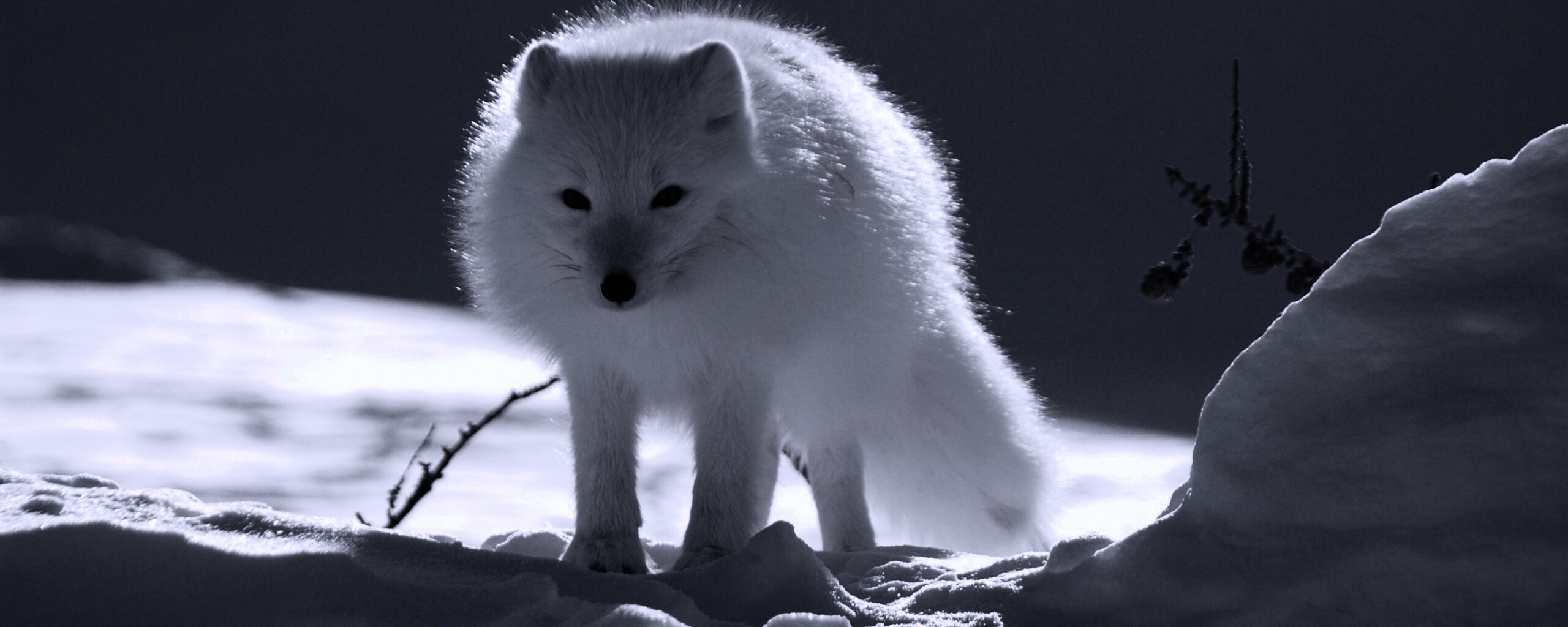 Белый песец обои