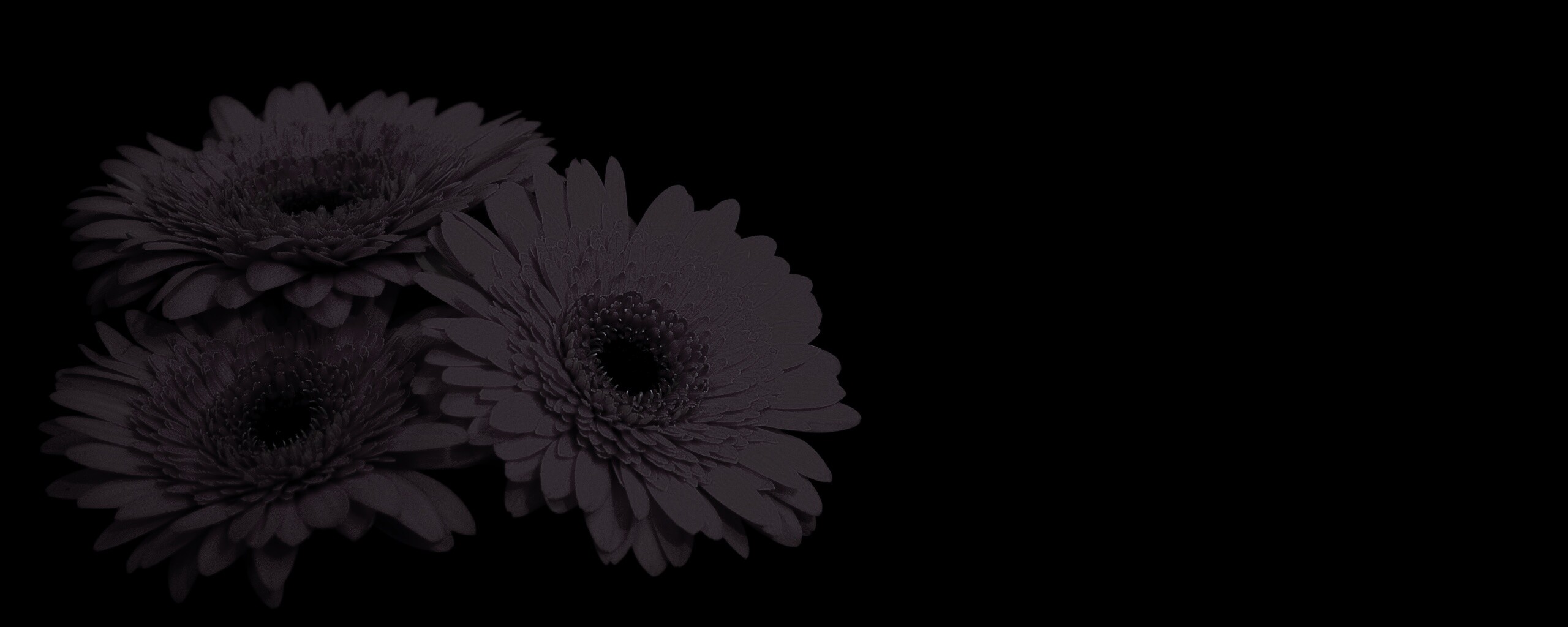 Красные герберы обои