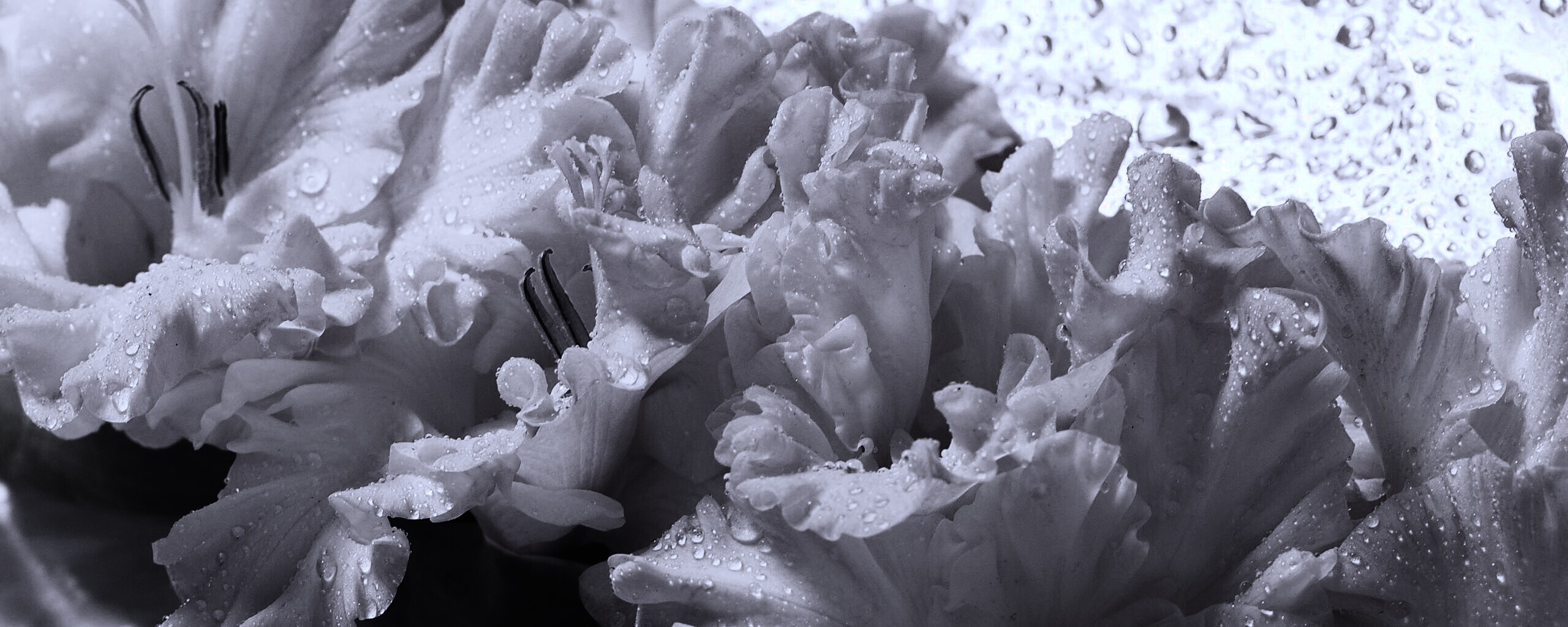 Гладиолус обои