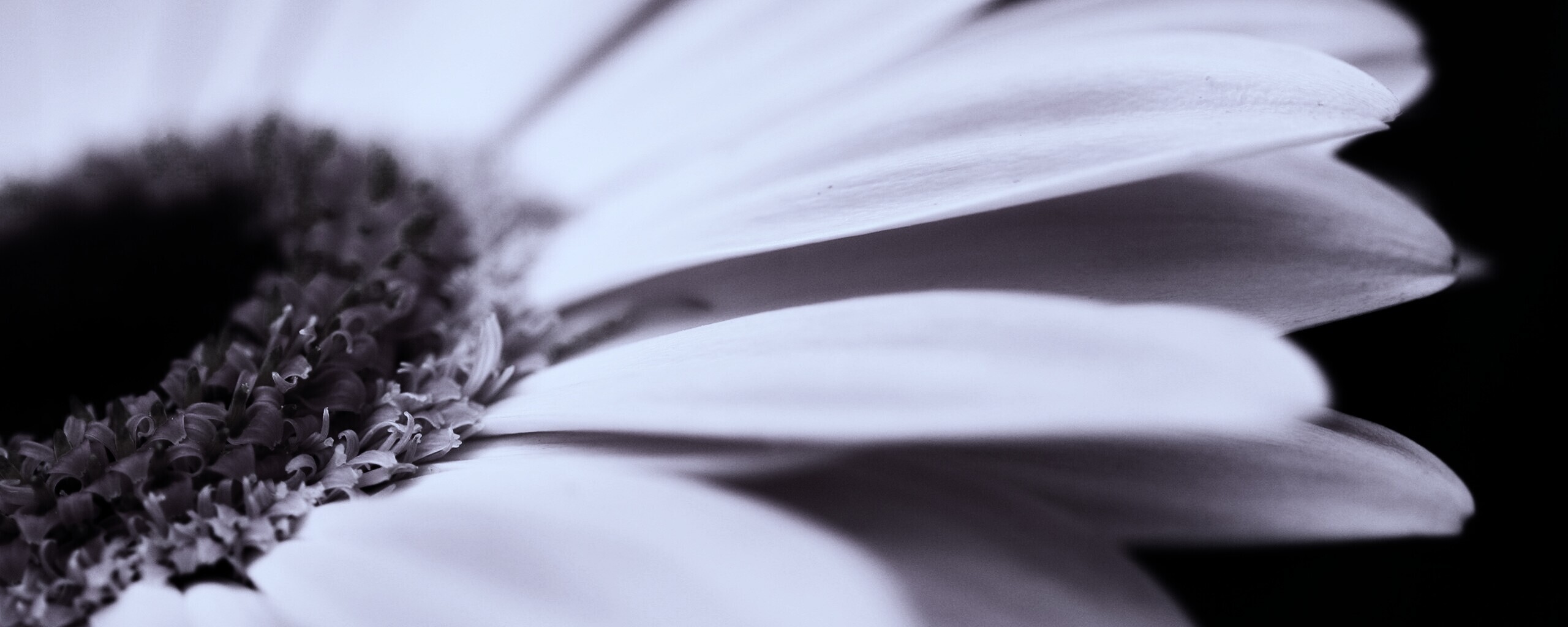 Гербер обои