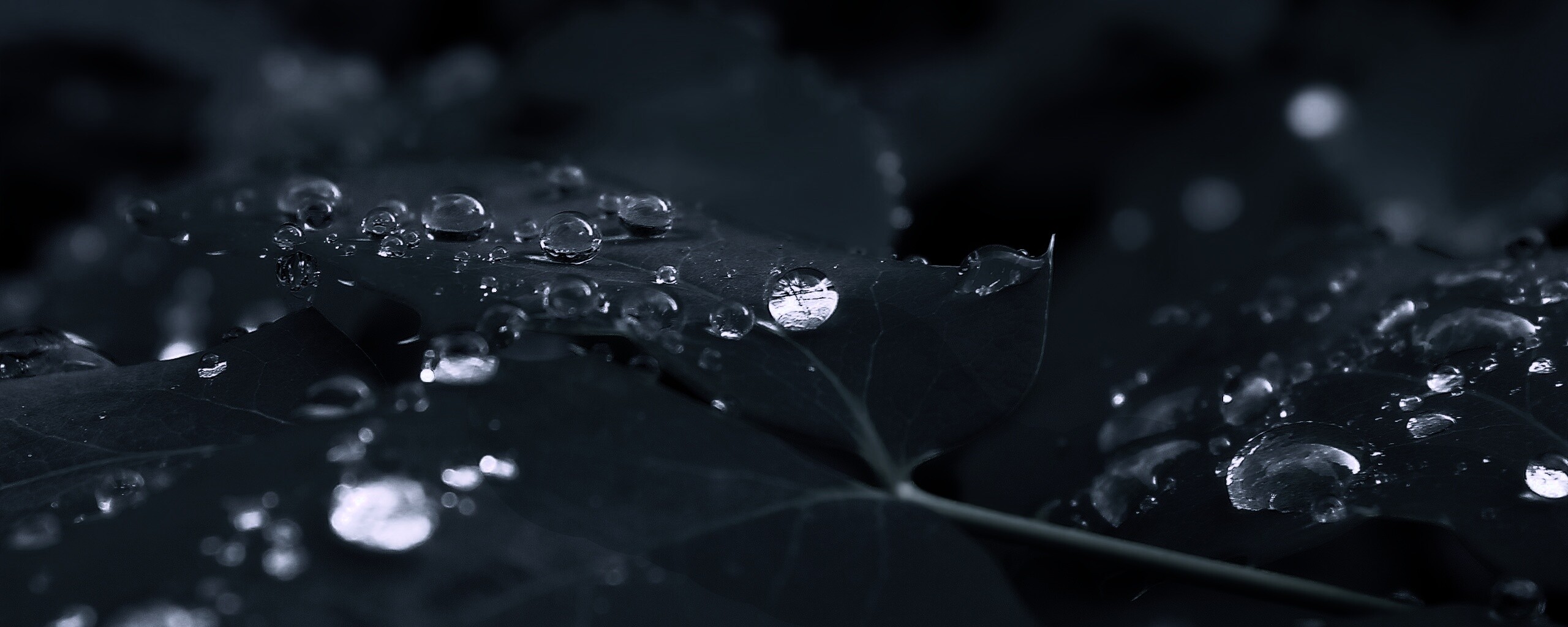 Синеватый лист обои