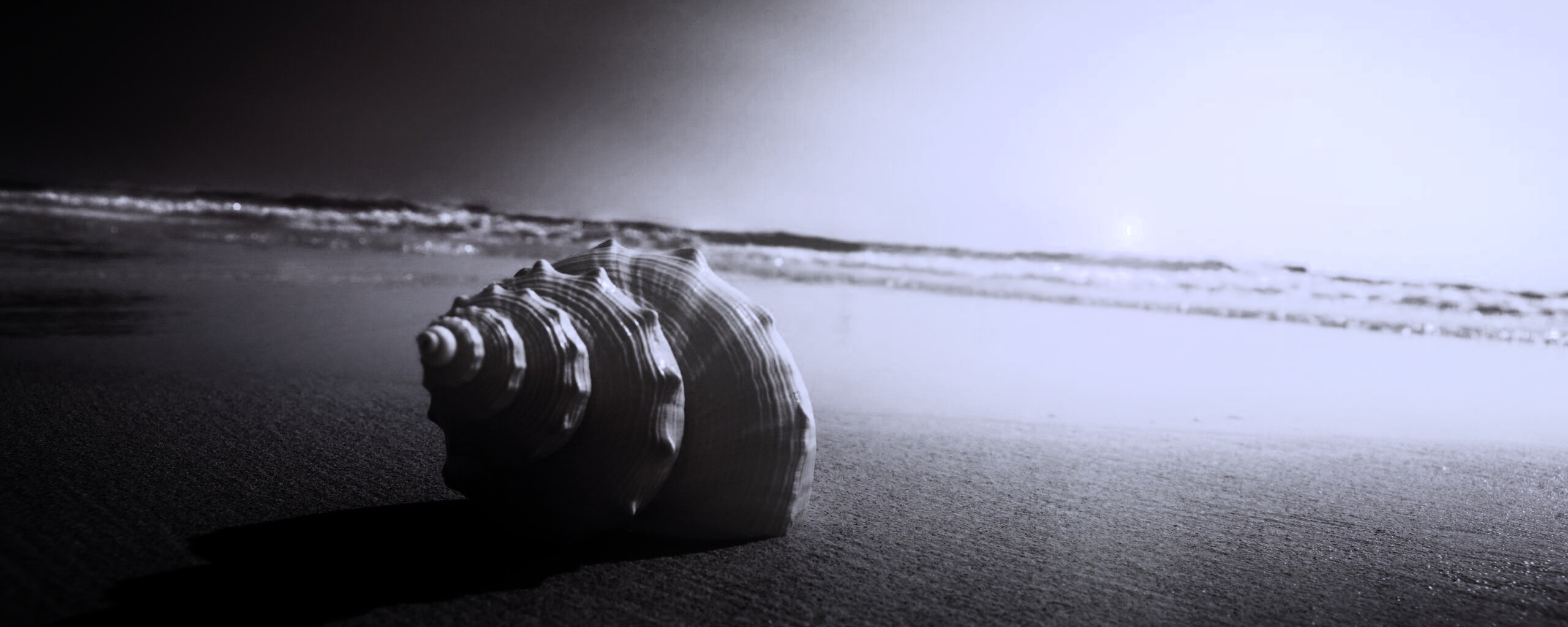 Золотистая ракушка обои