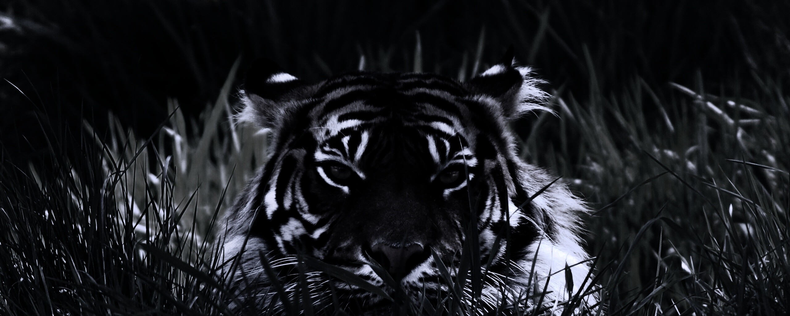 Морда тигра в траве обои