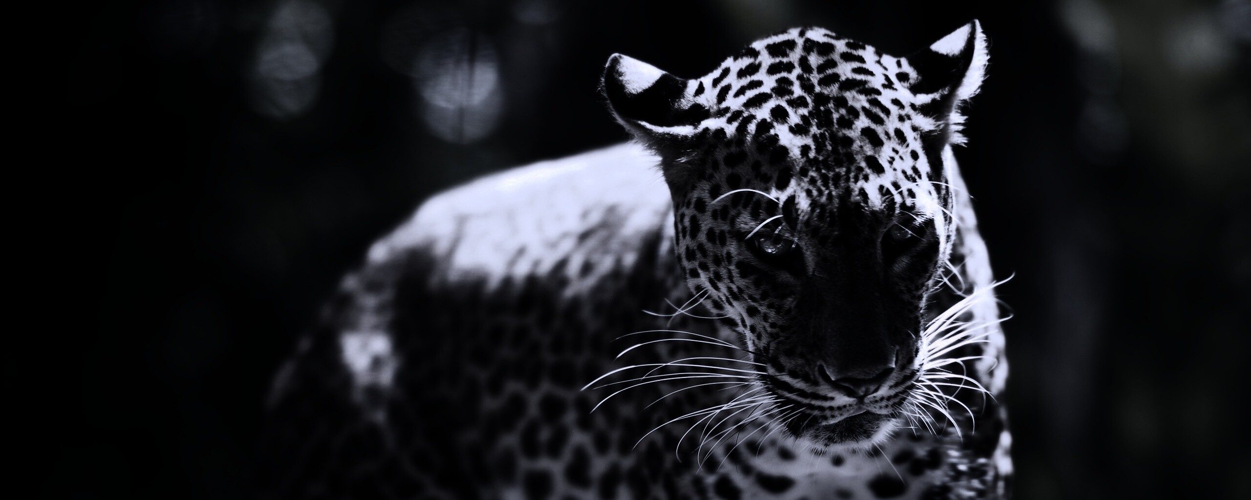 Леопард в сингапурском зоопарке обои