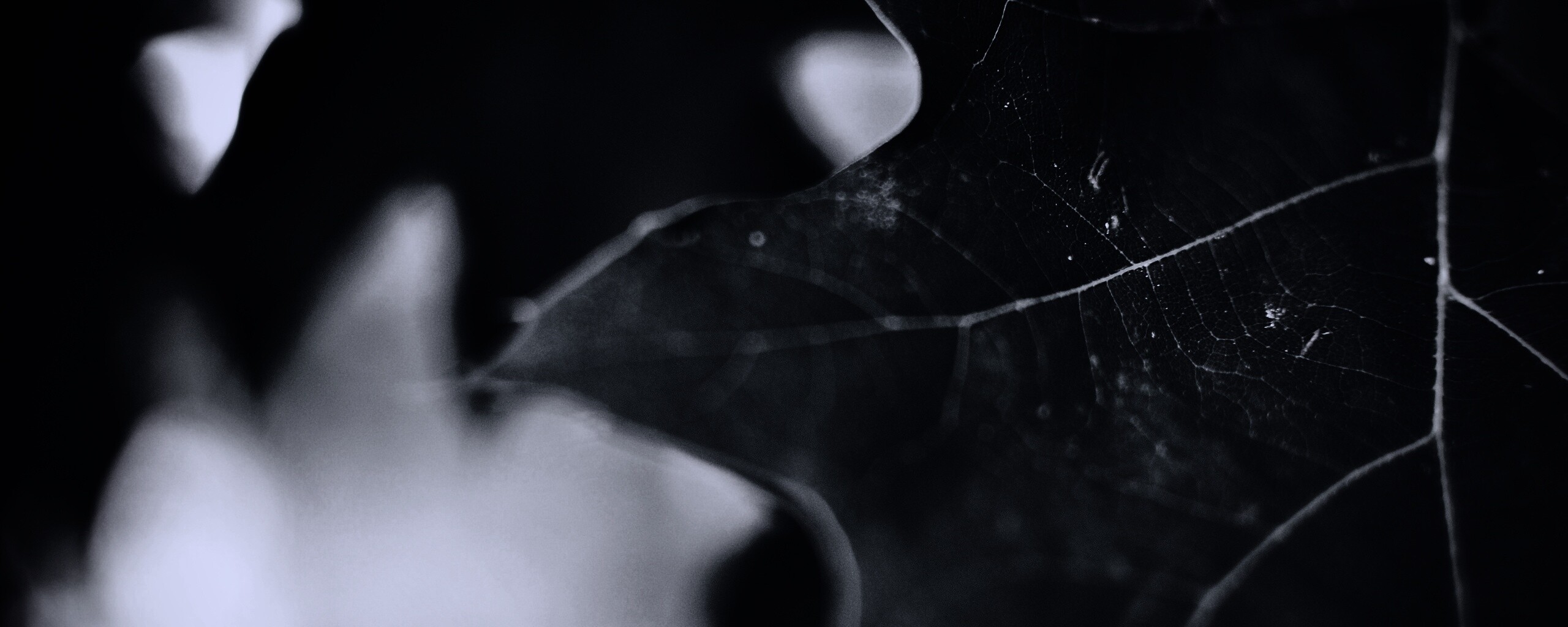 Темно-зеленый лист в макро обои