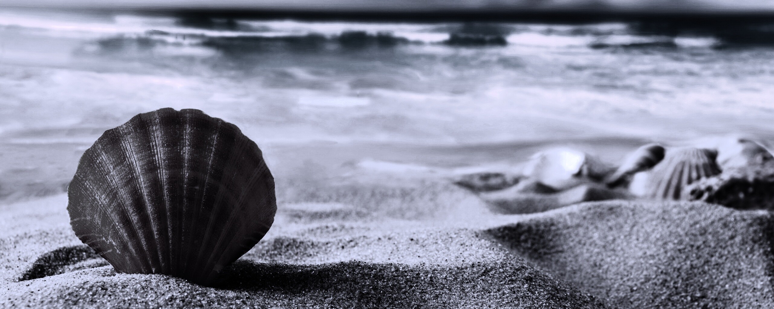 Раковина на летнем бережке обои