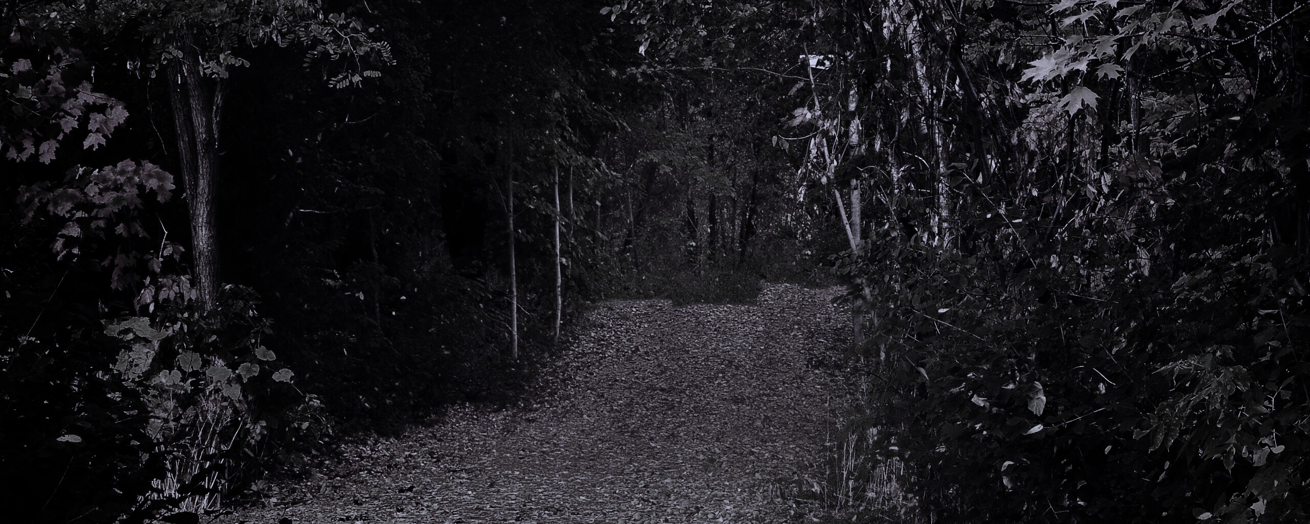 Дорожка в осеннем лесу обои