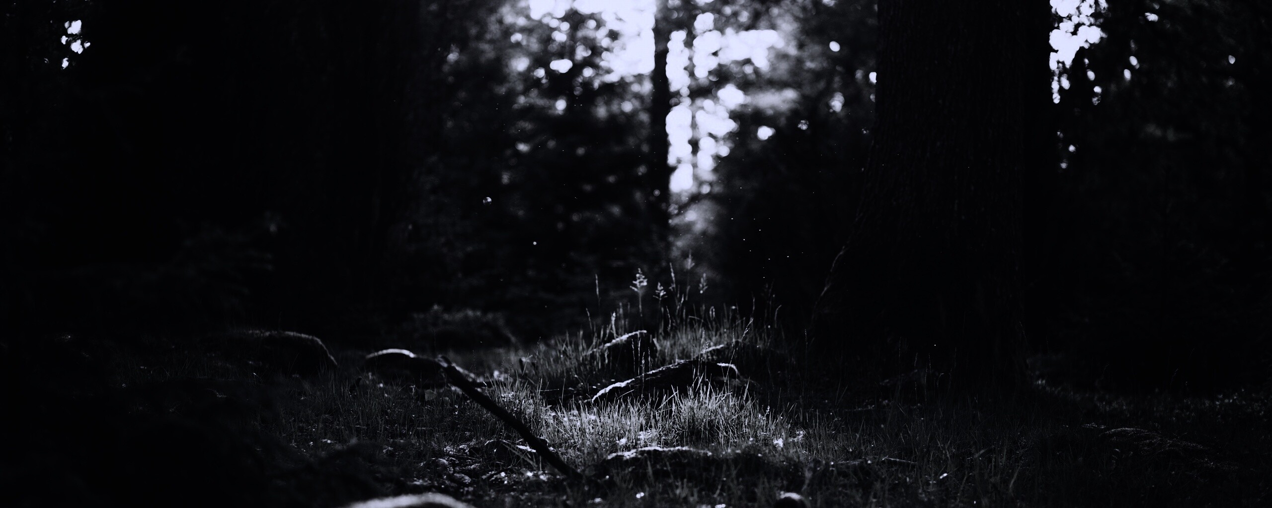 Лето в лесу обои