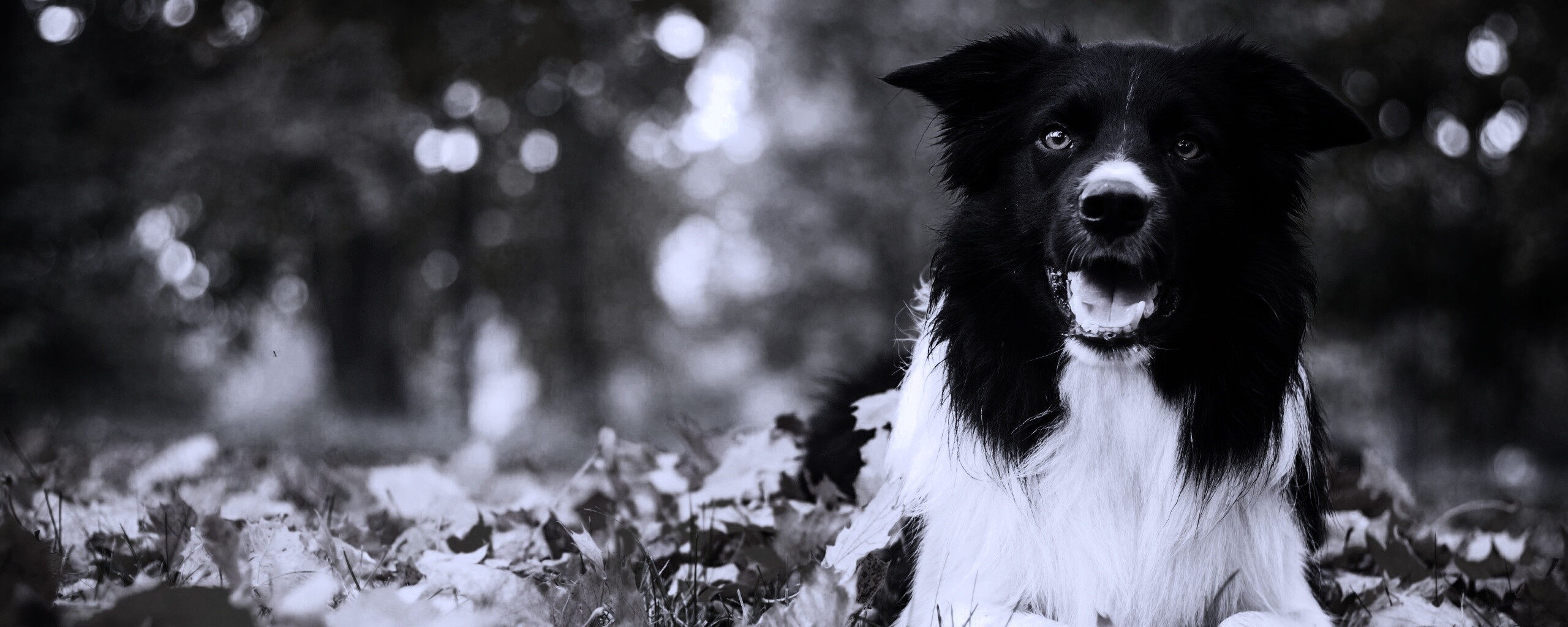 Пес среди листвы обои