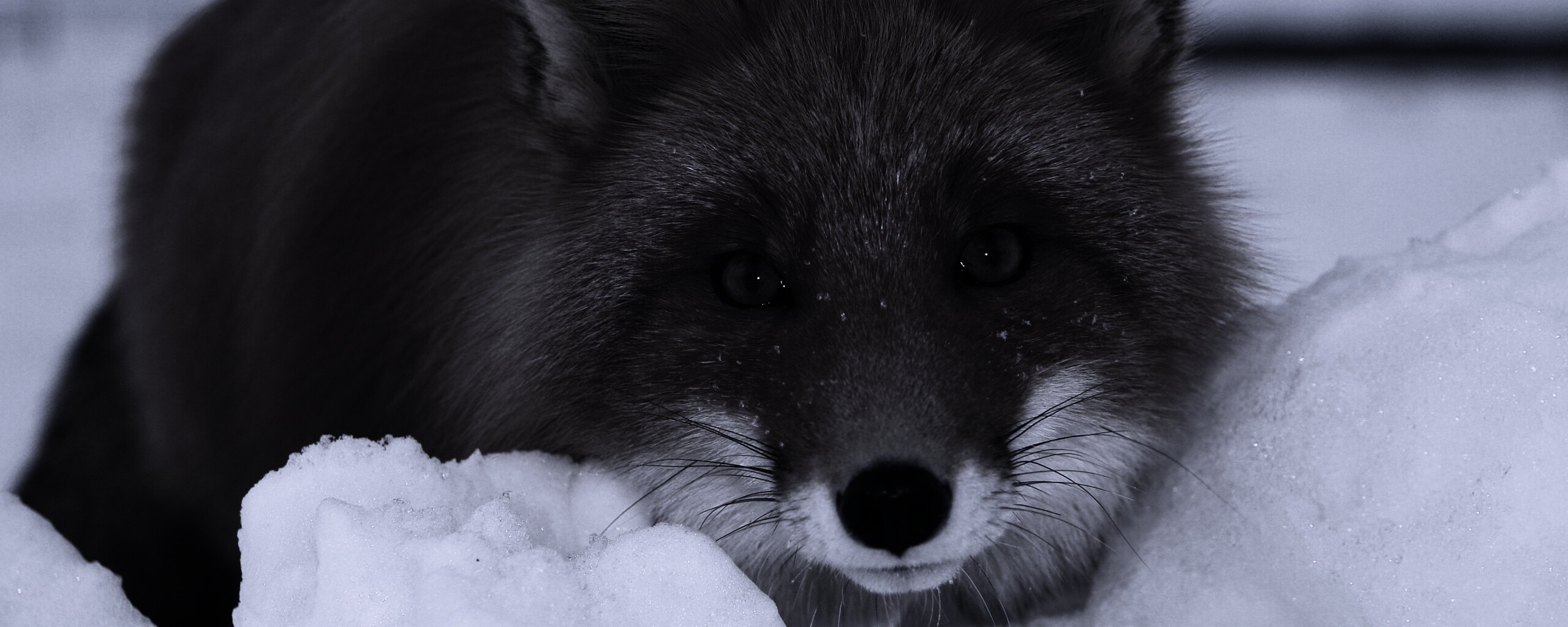 Рыжая лиса в снегу обои