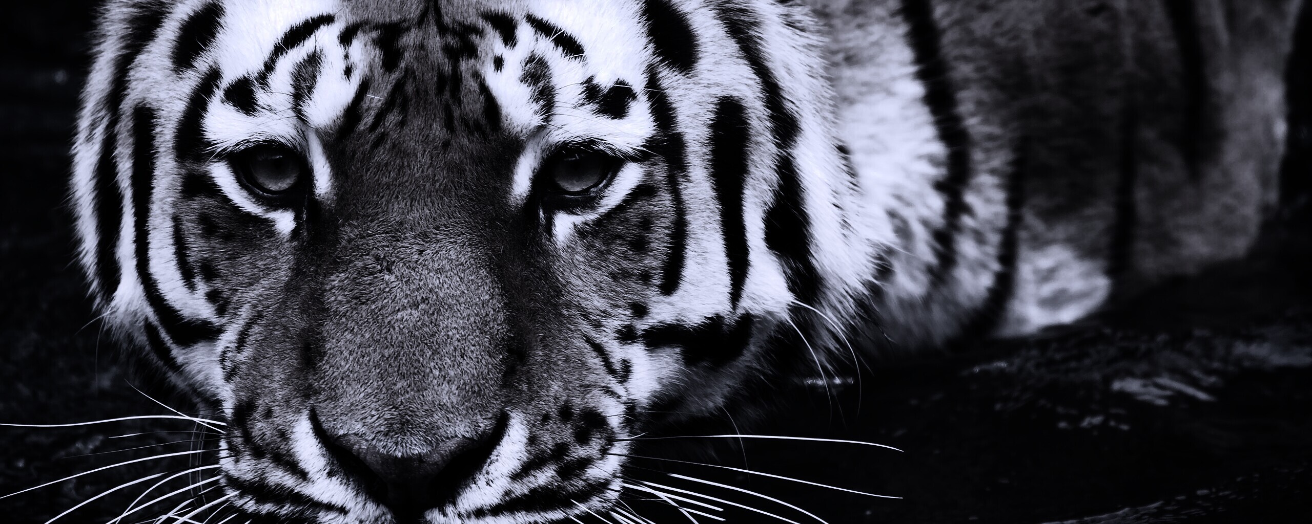 Купание тигра обои