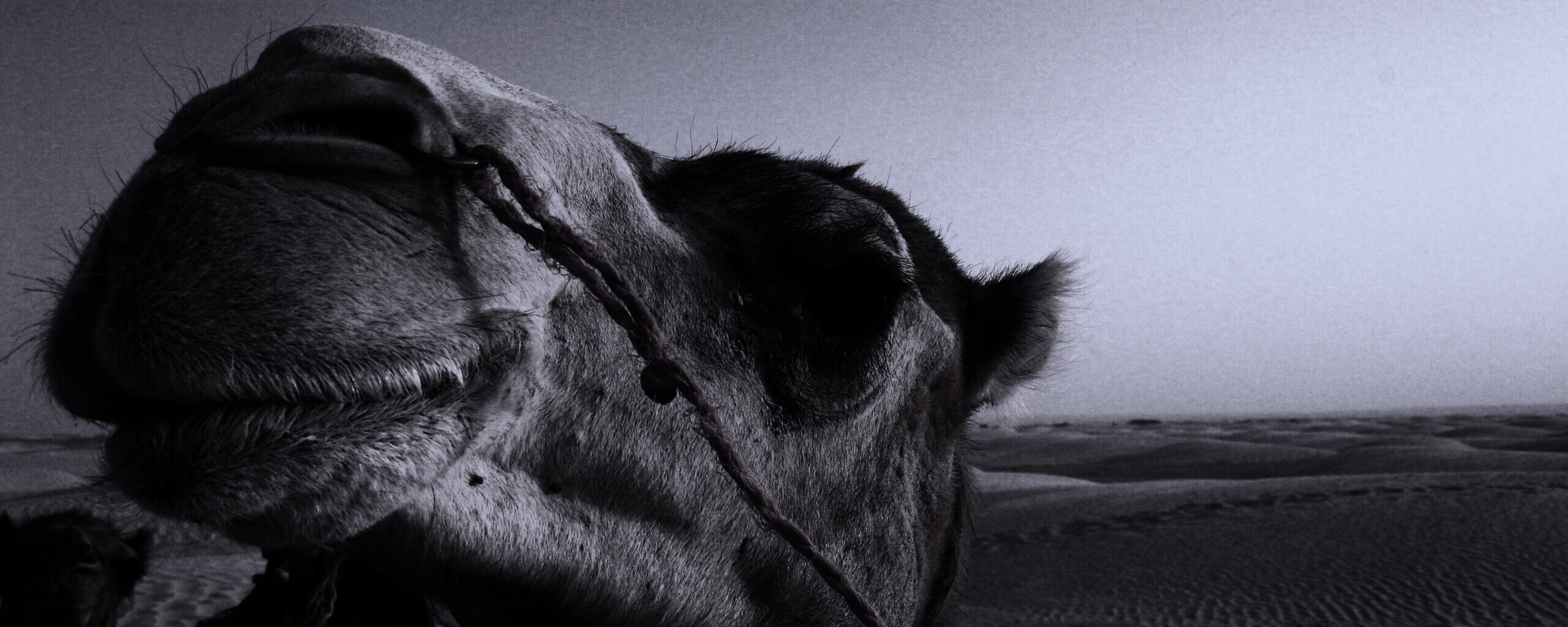 Верблюд обои