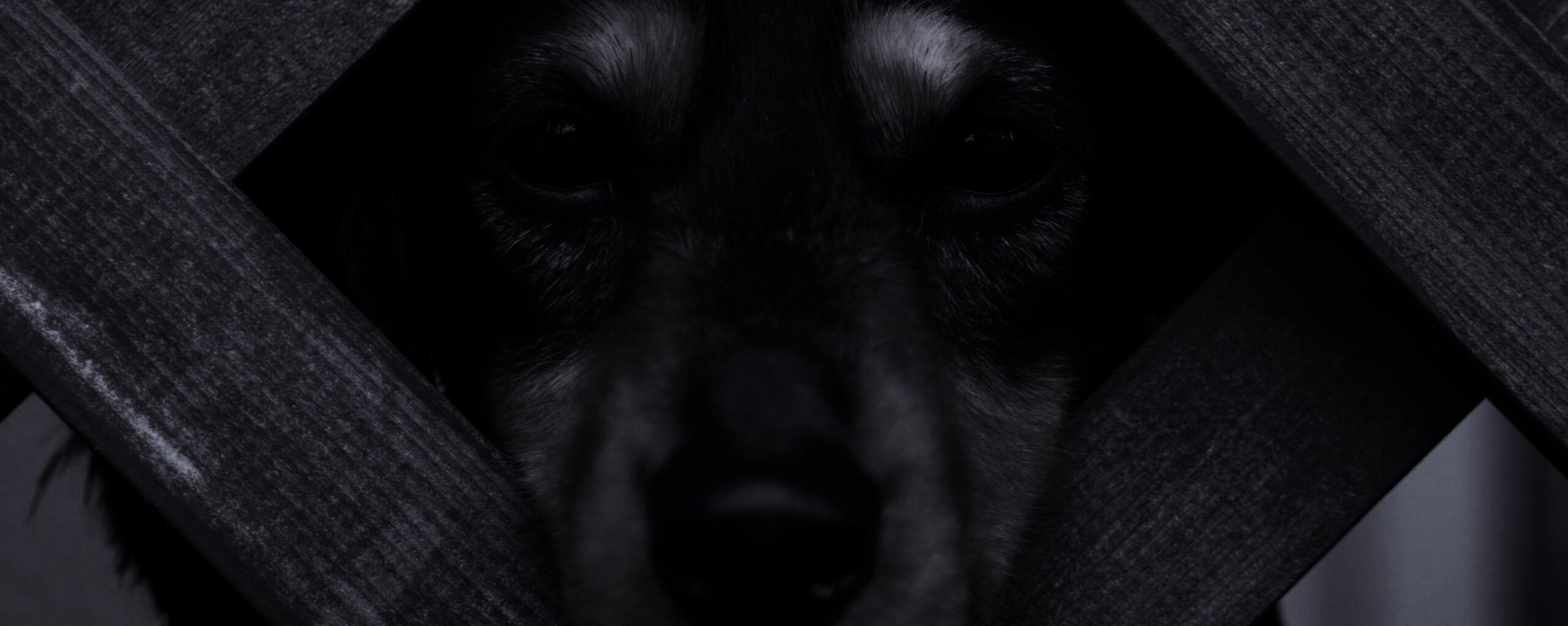 Мордочка в заборе обои