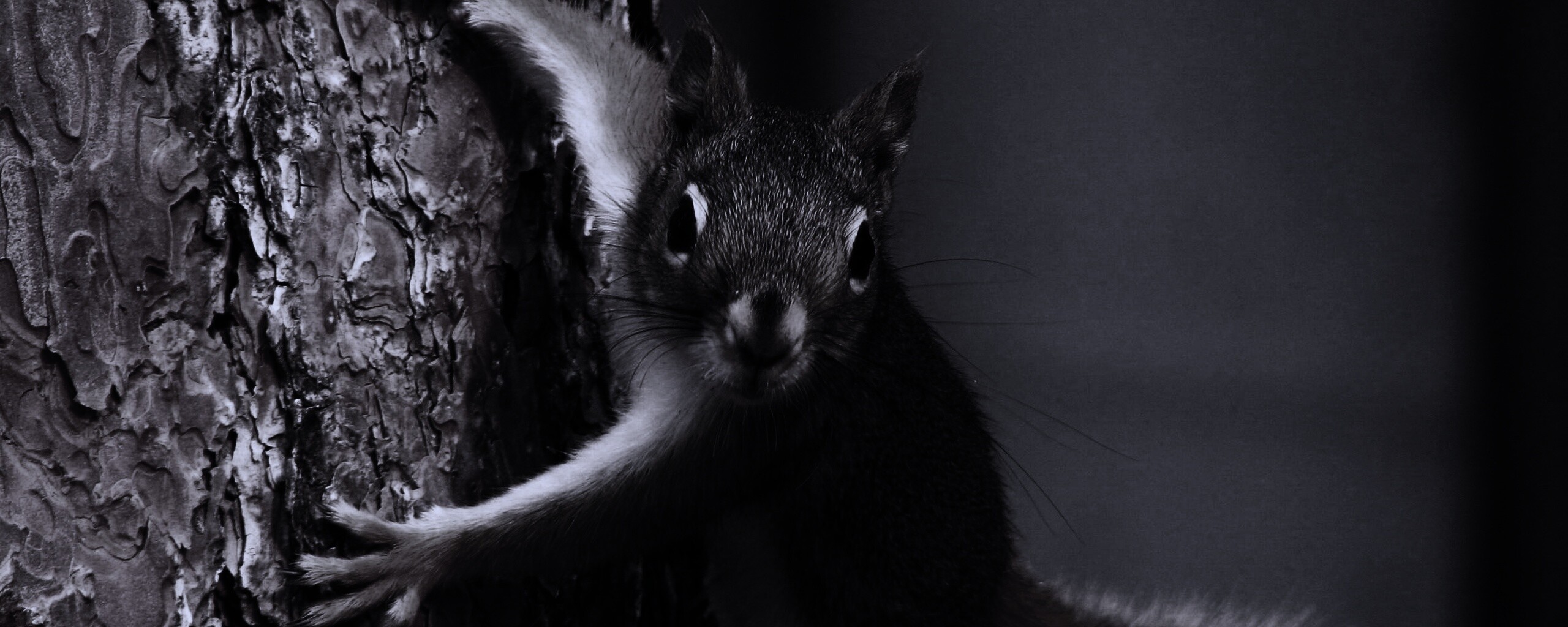 Белка на дереве обои