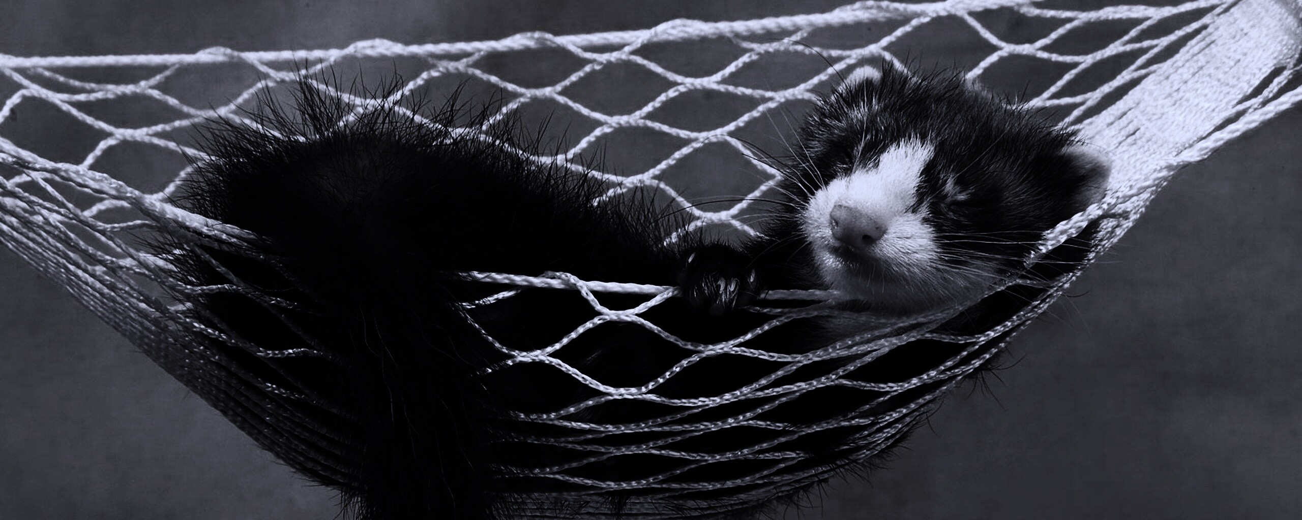 Хорек в гамаке обои