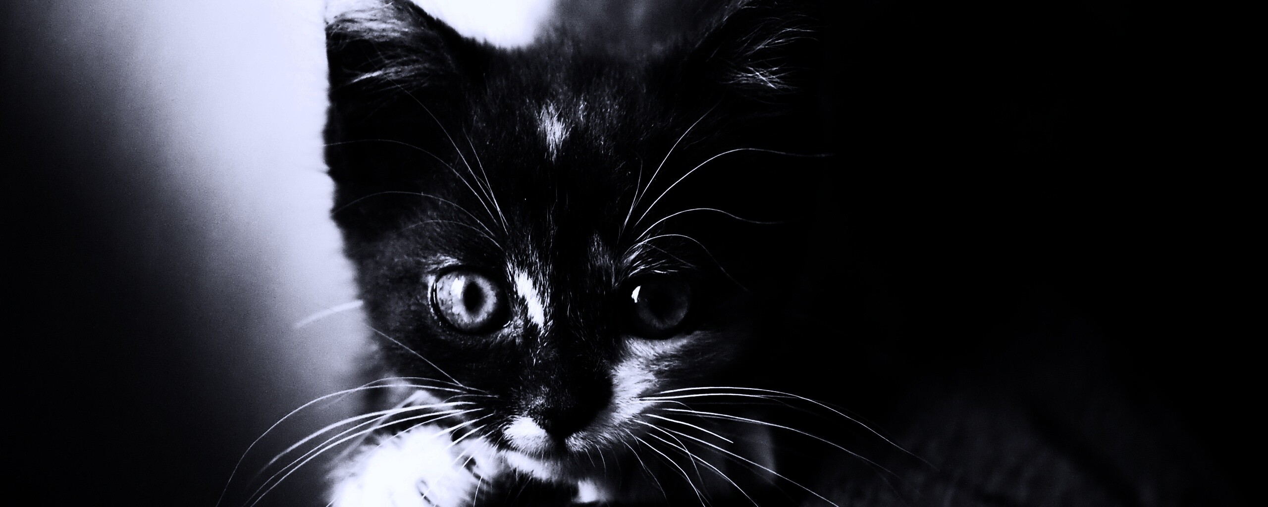 Котёнок обои