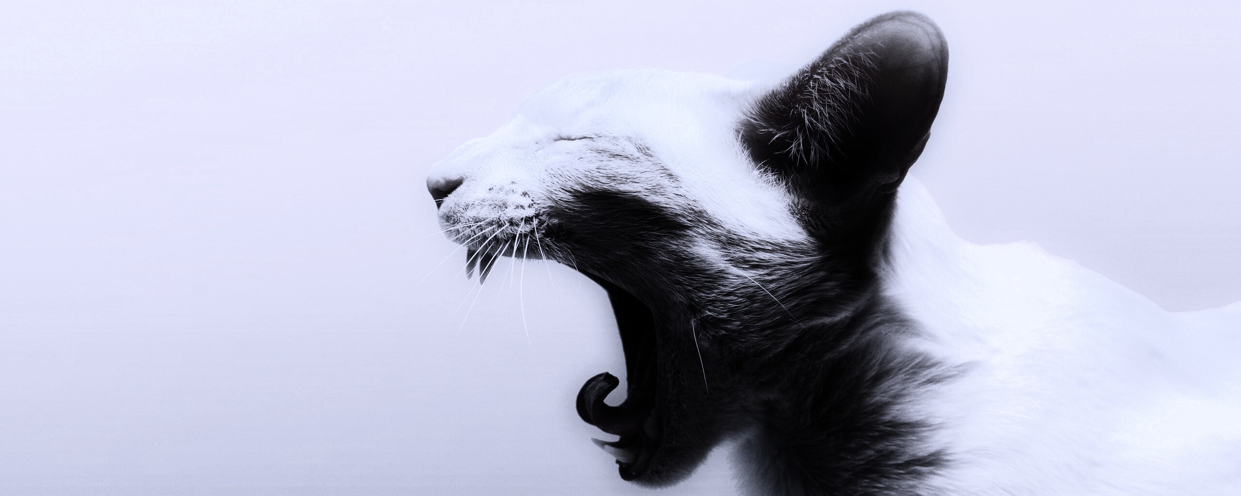 Кошака-зевака обои