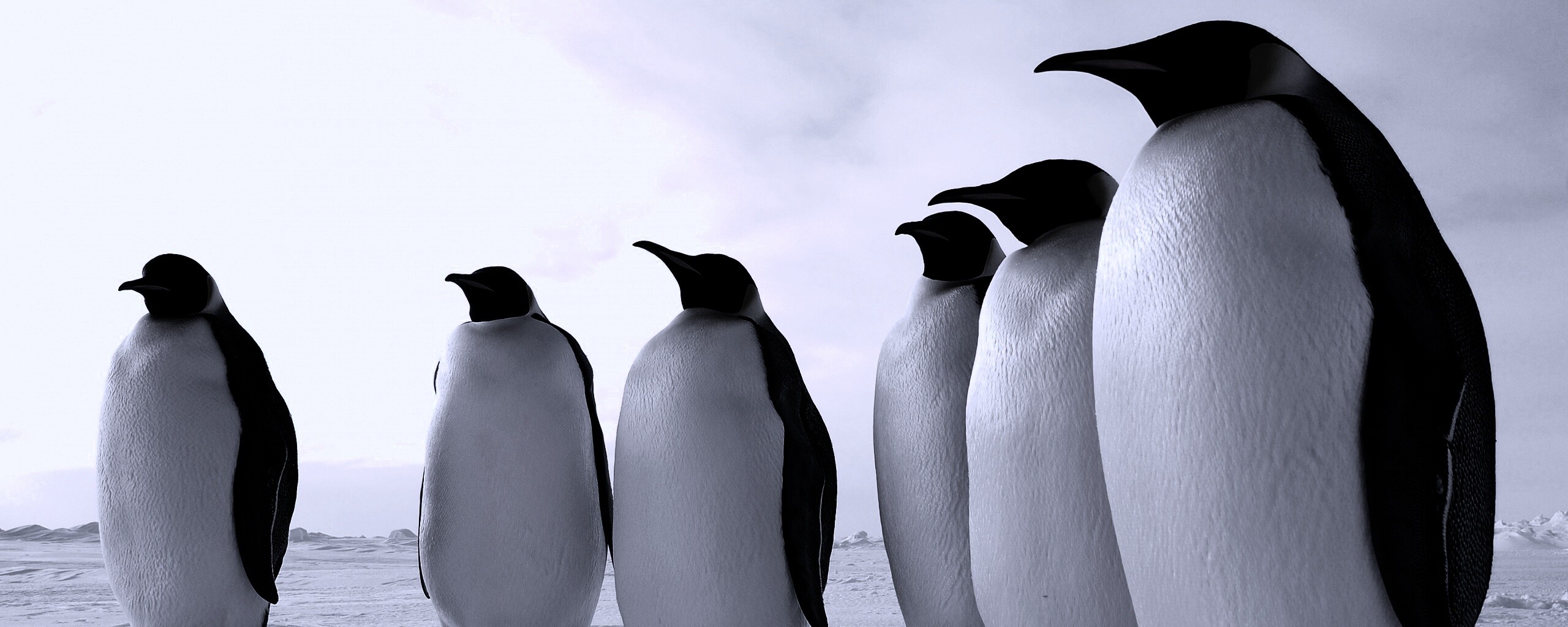 Слет пингвинов обои