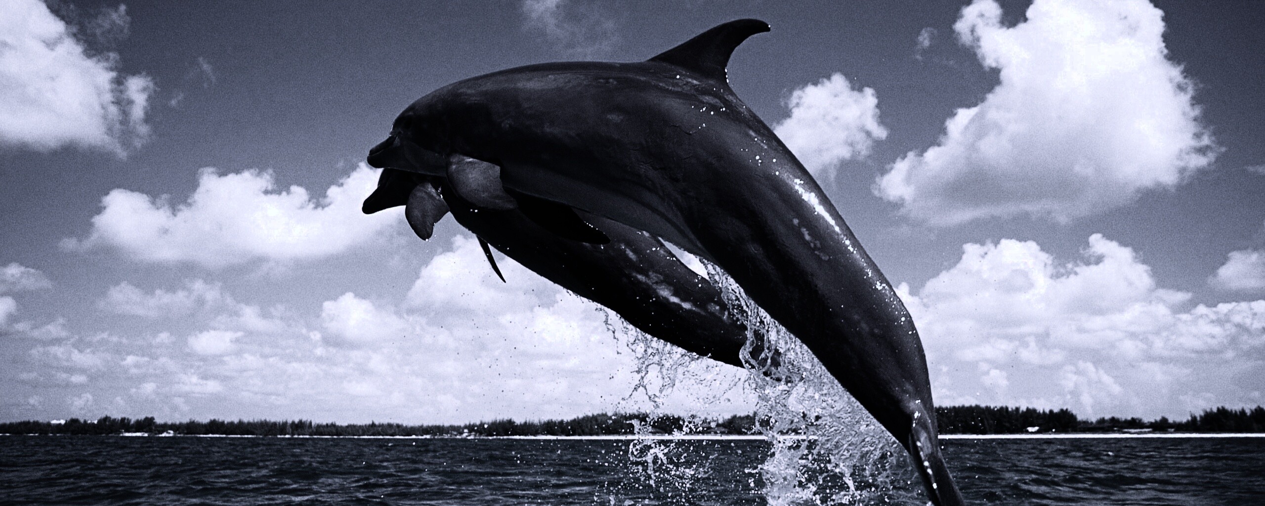 Дельфины обои