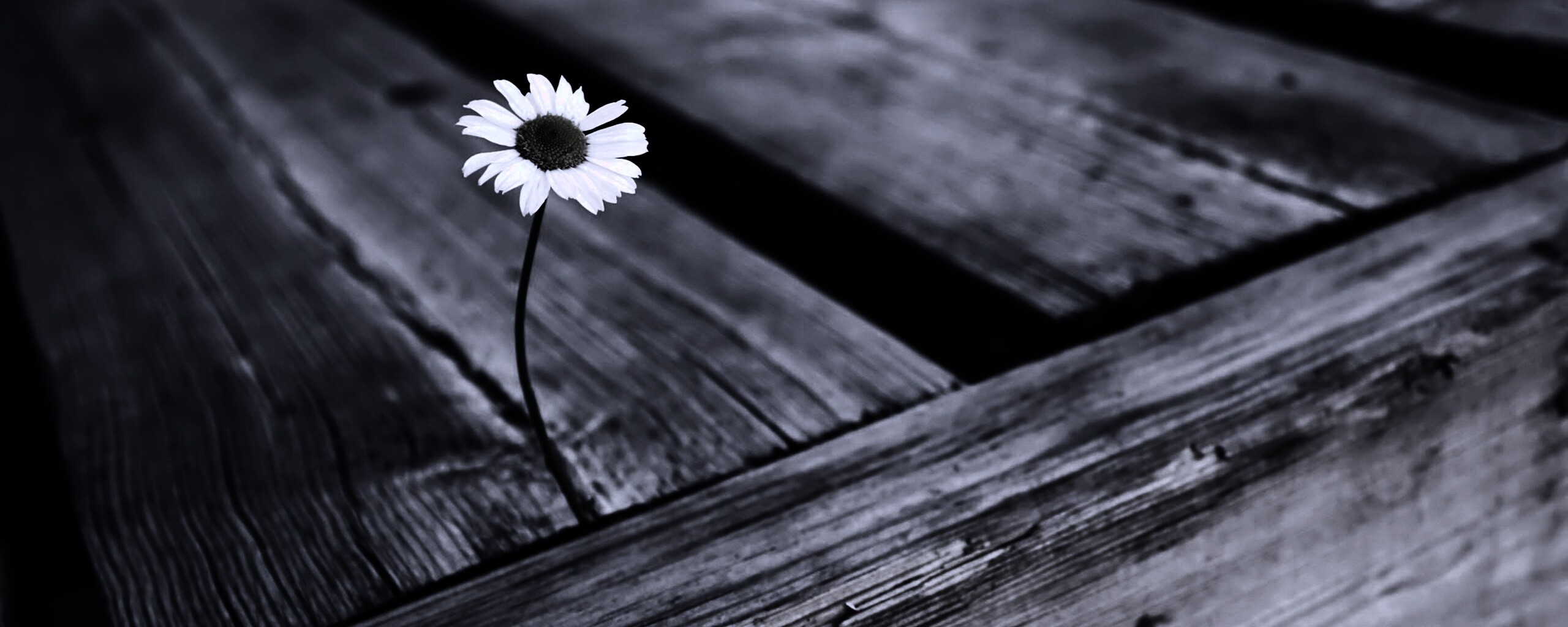 Жизнь среди смерти обои