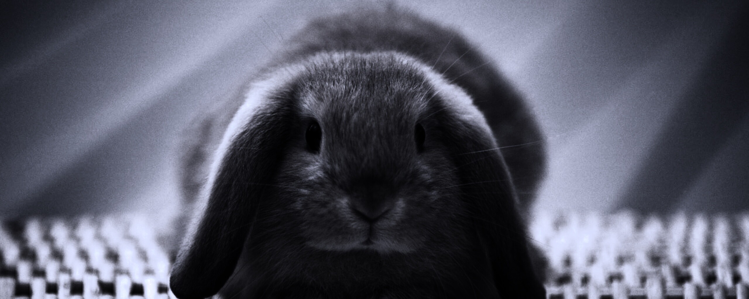 Кроличек обои