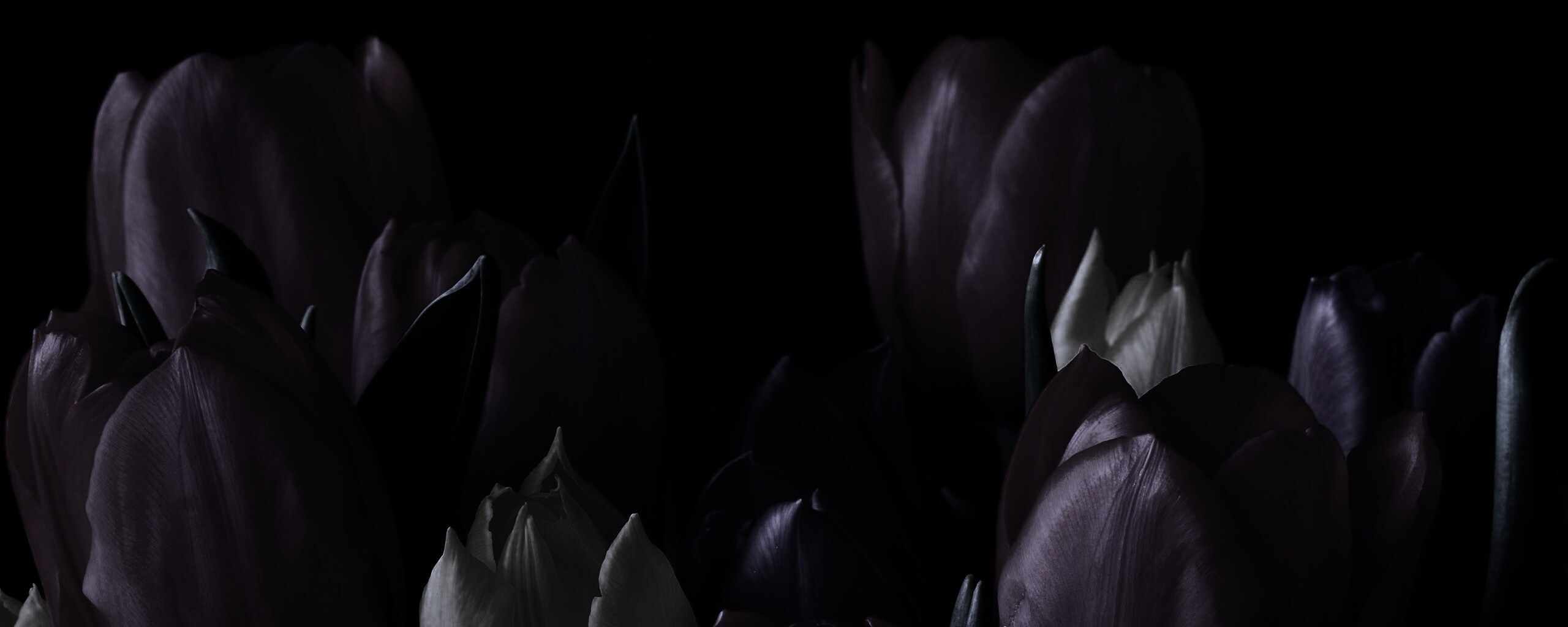 Тюльпаны обои