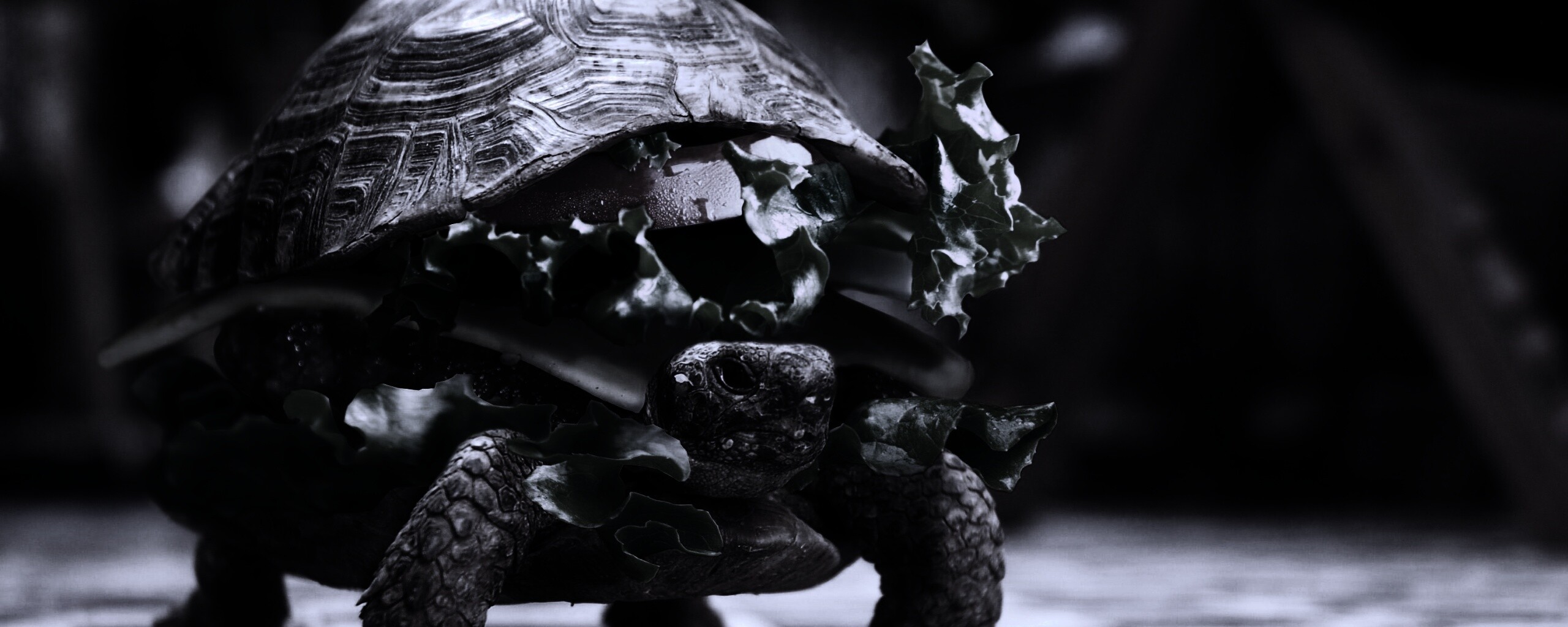 Черепахбургер обои