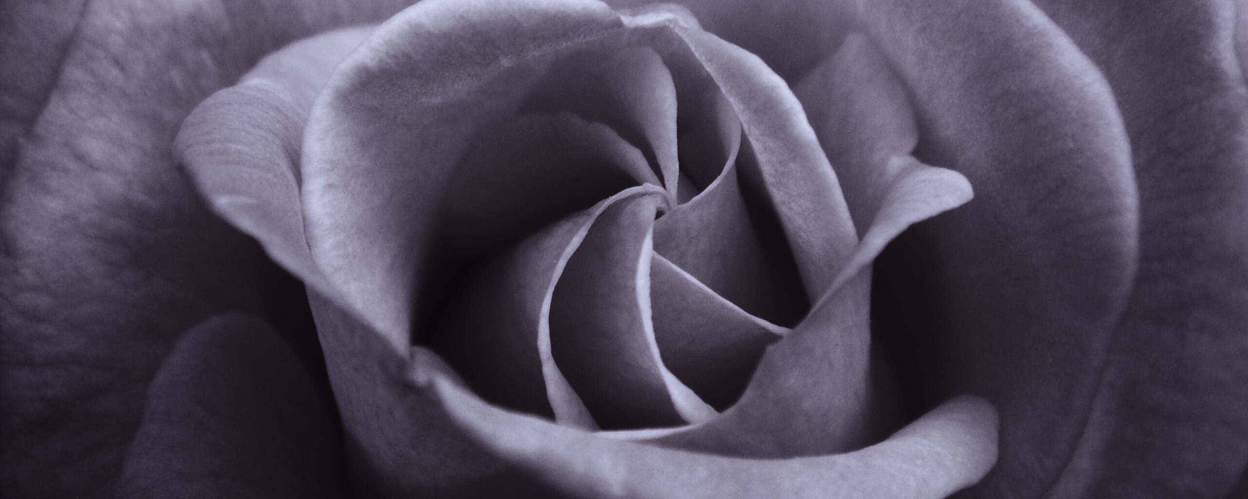 Идеальная роза обои