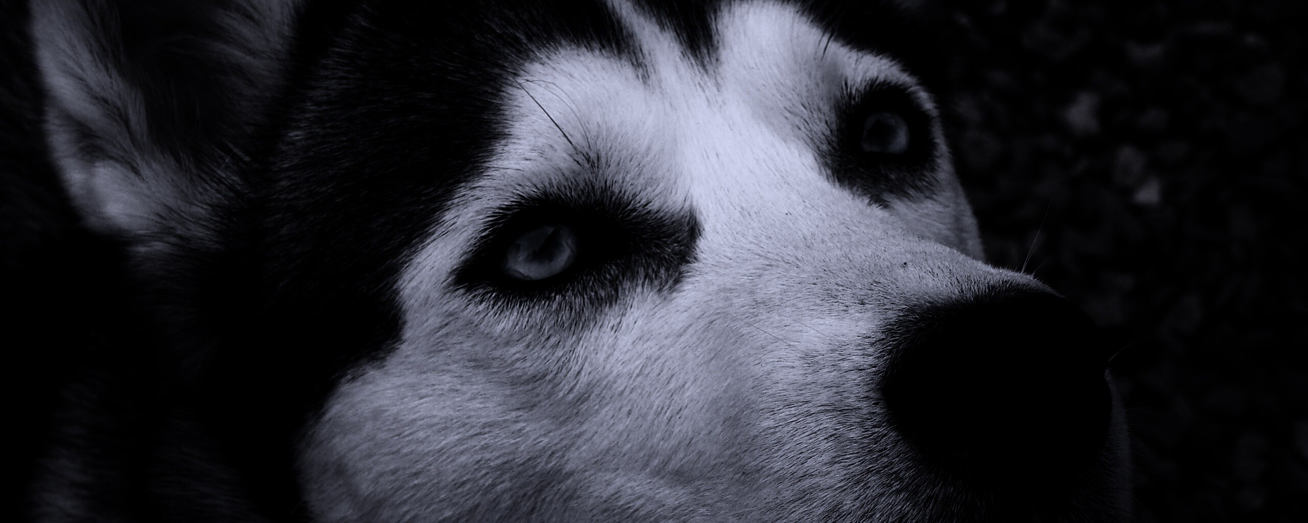 Собака хаски обои