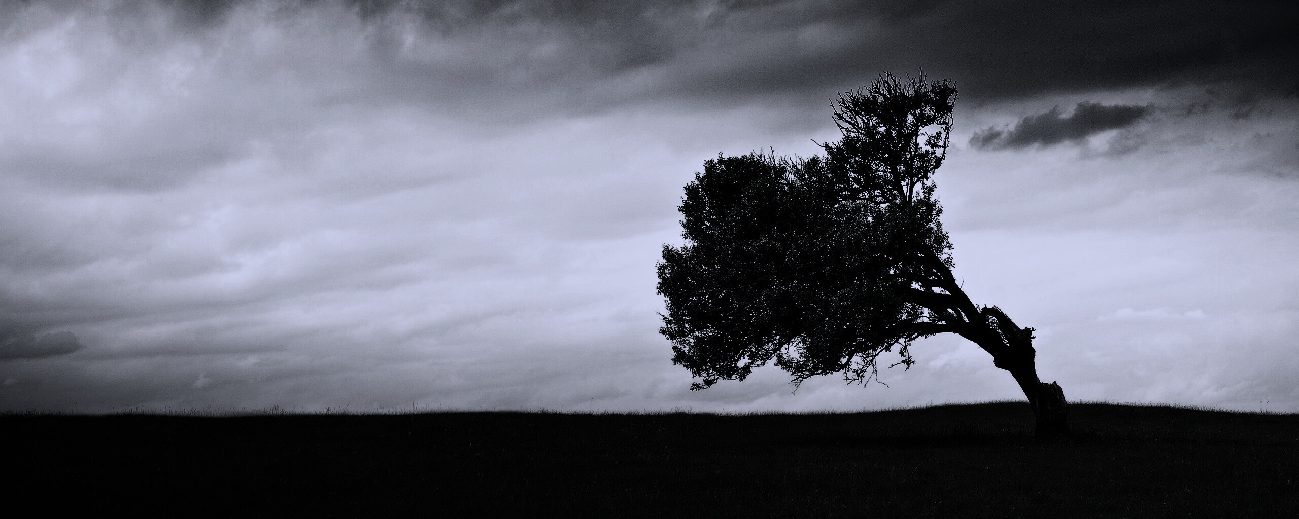 Склоненное дерево обои