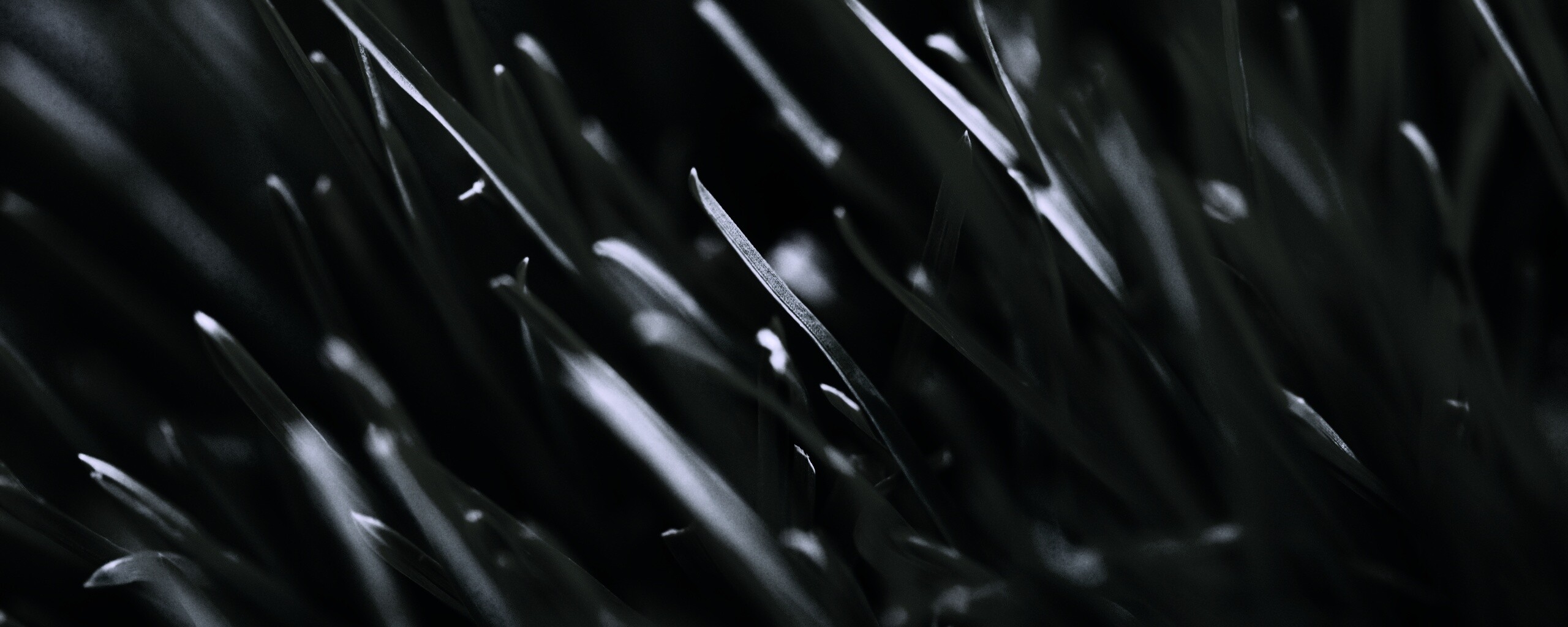 Зеленая свежая трава обои