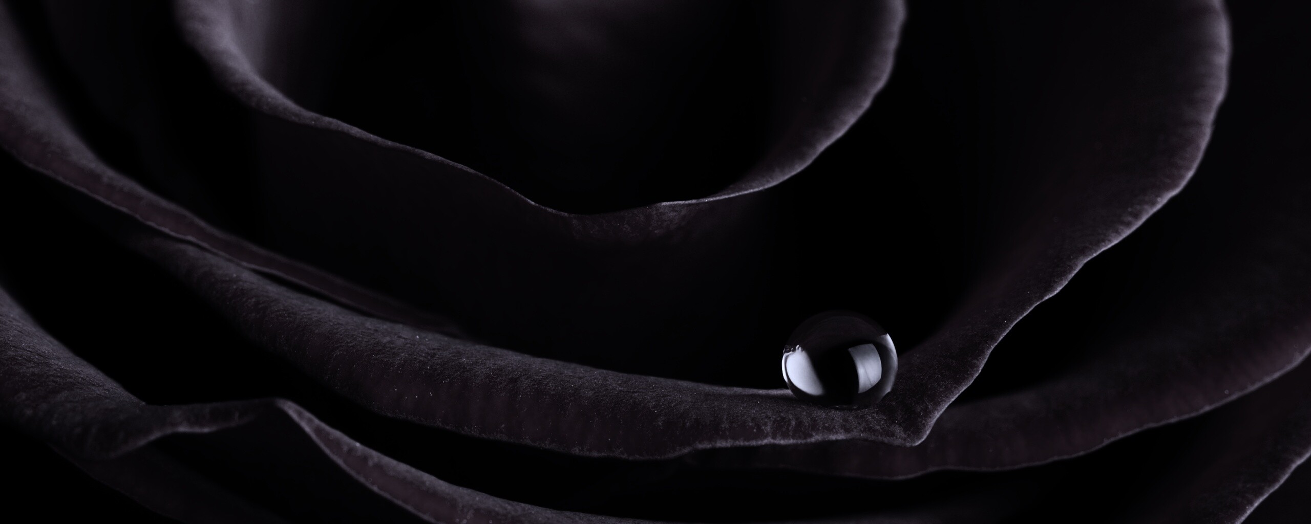 Капля воды на лепестке розы обои