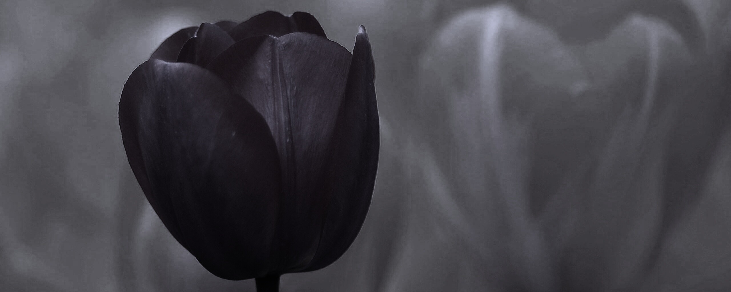 Красный тюльпан обои