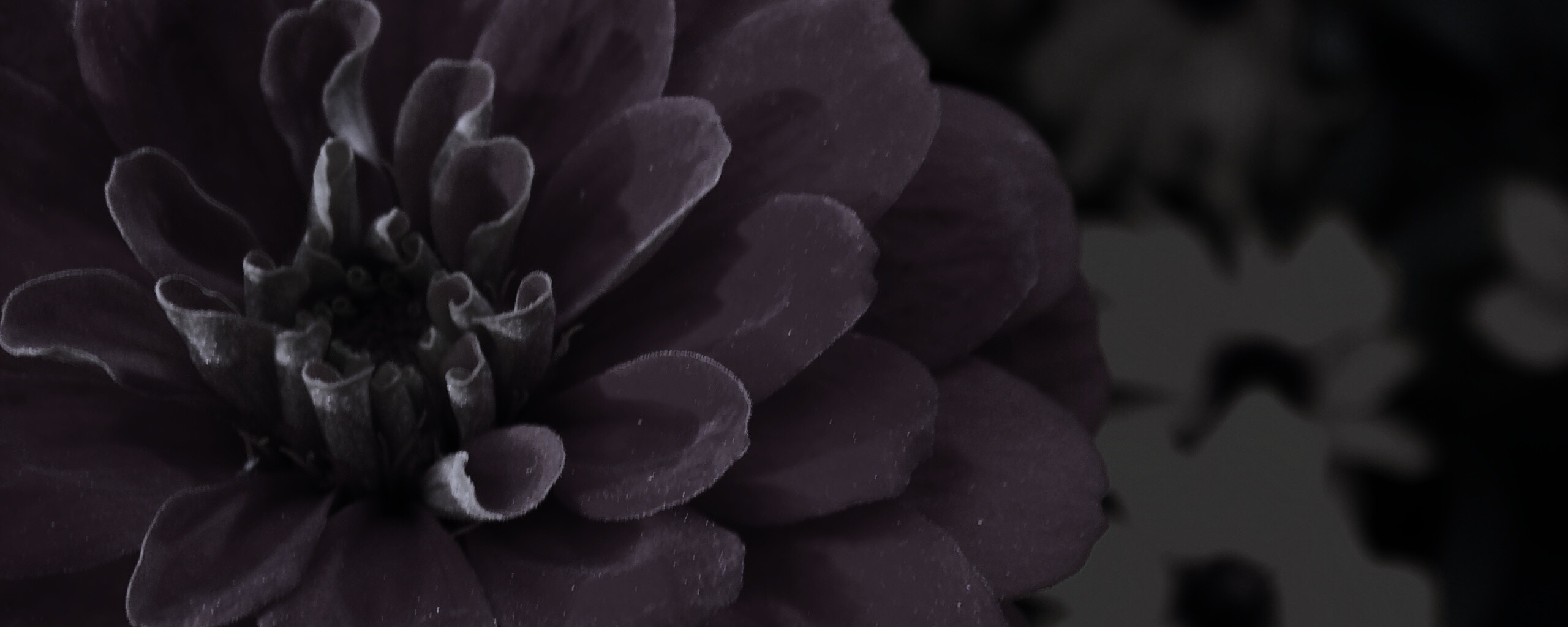 Красный цветок обои