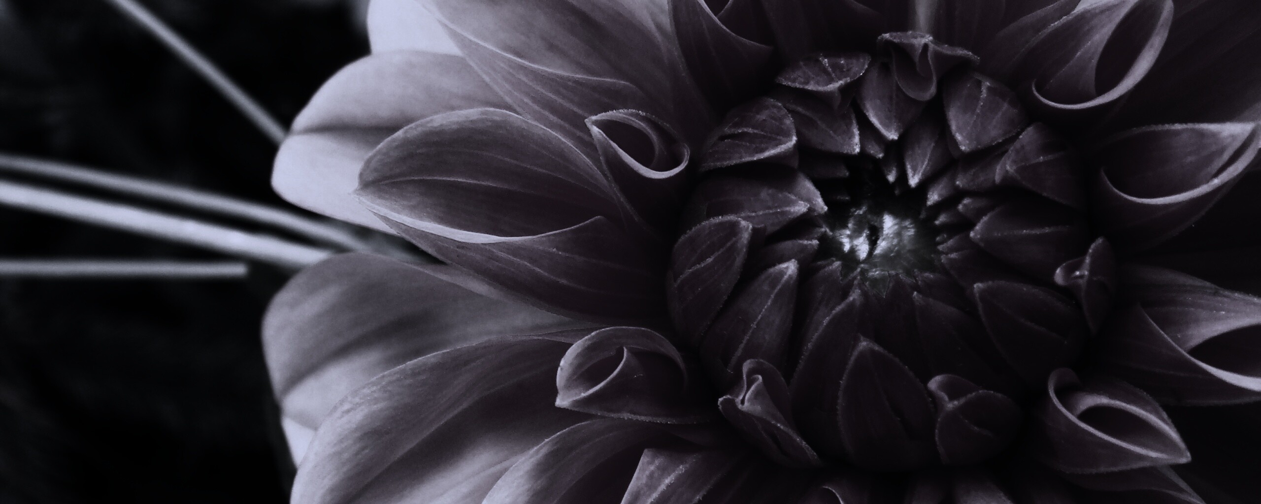 Аленький цветочек обои