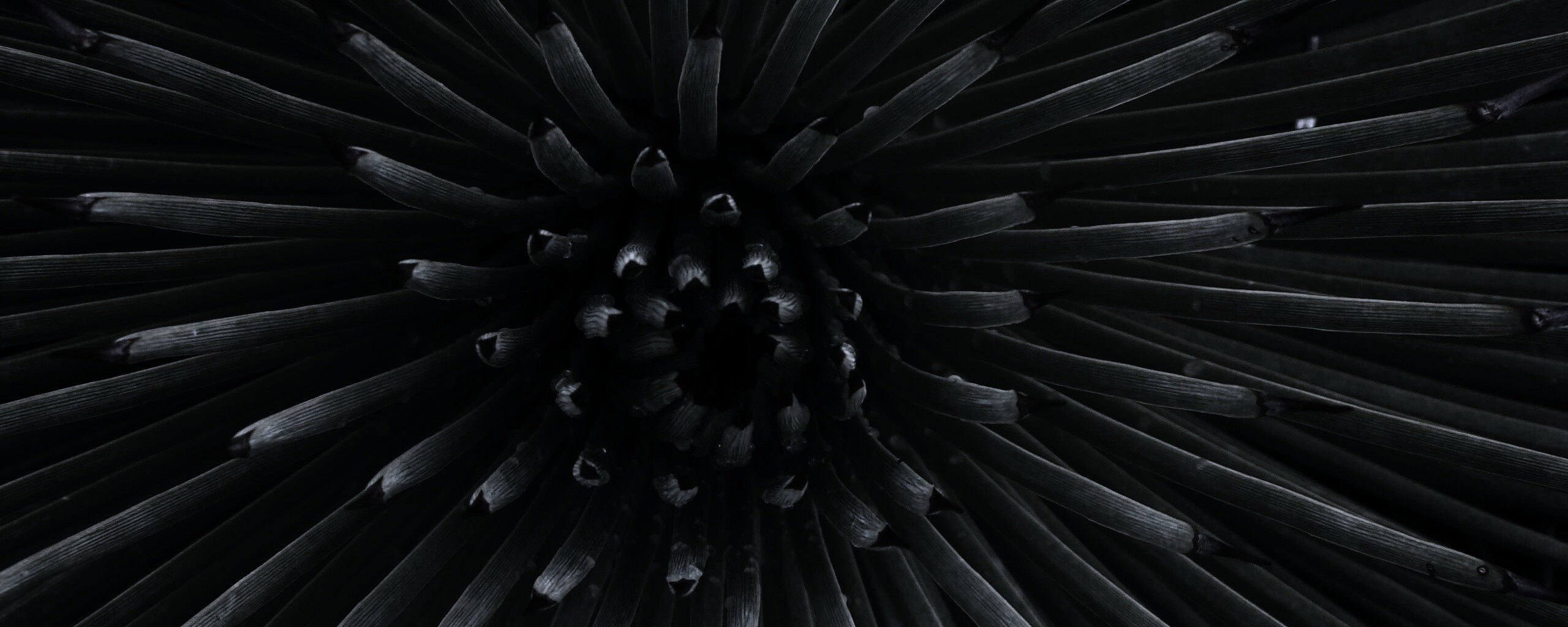 Хищный цветок обои