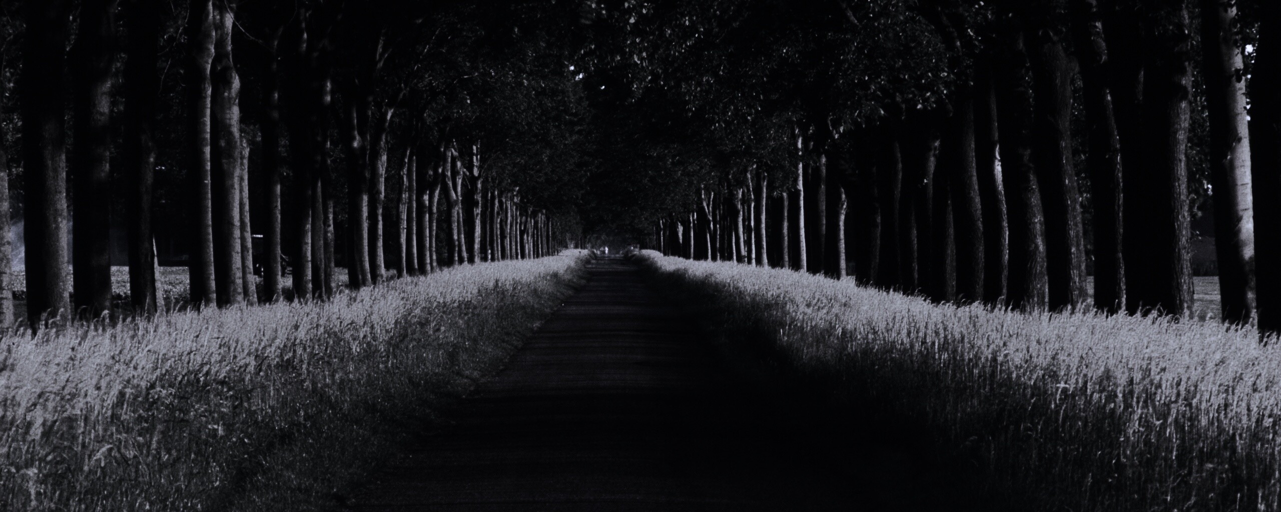 Живописная аллея обои