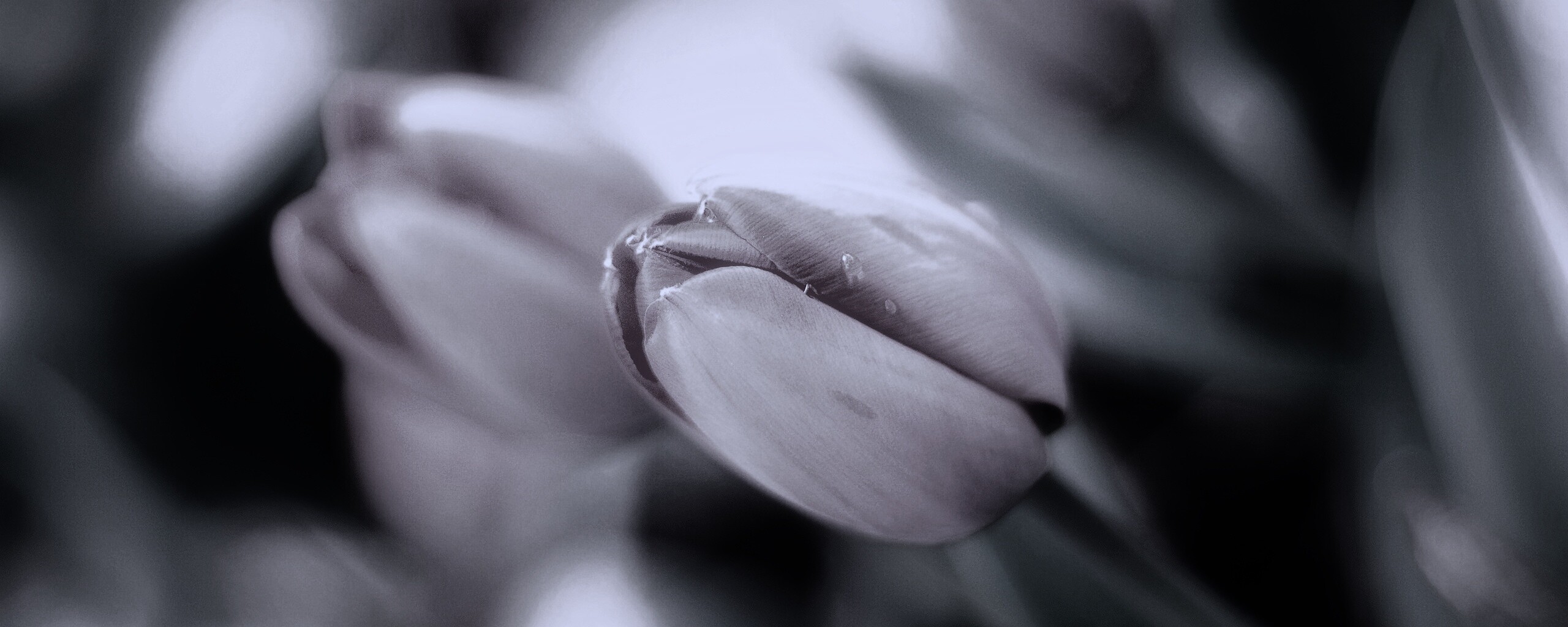 Красивый тюльпан обои