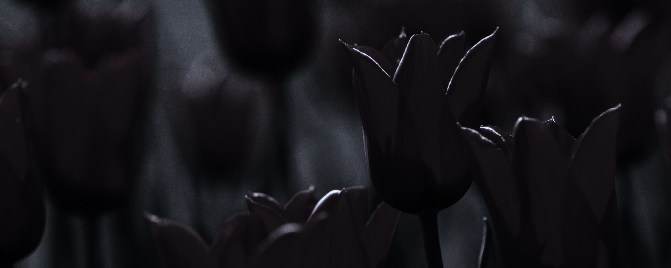 Красные цветы обои